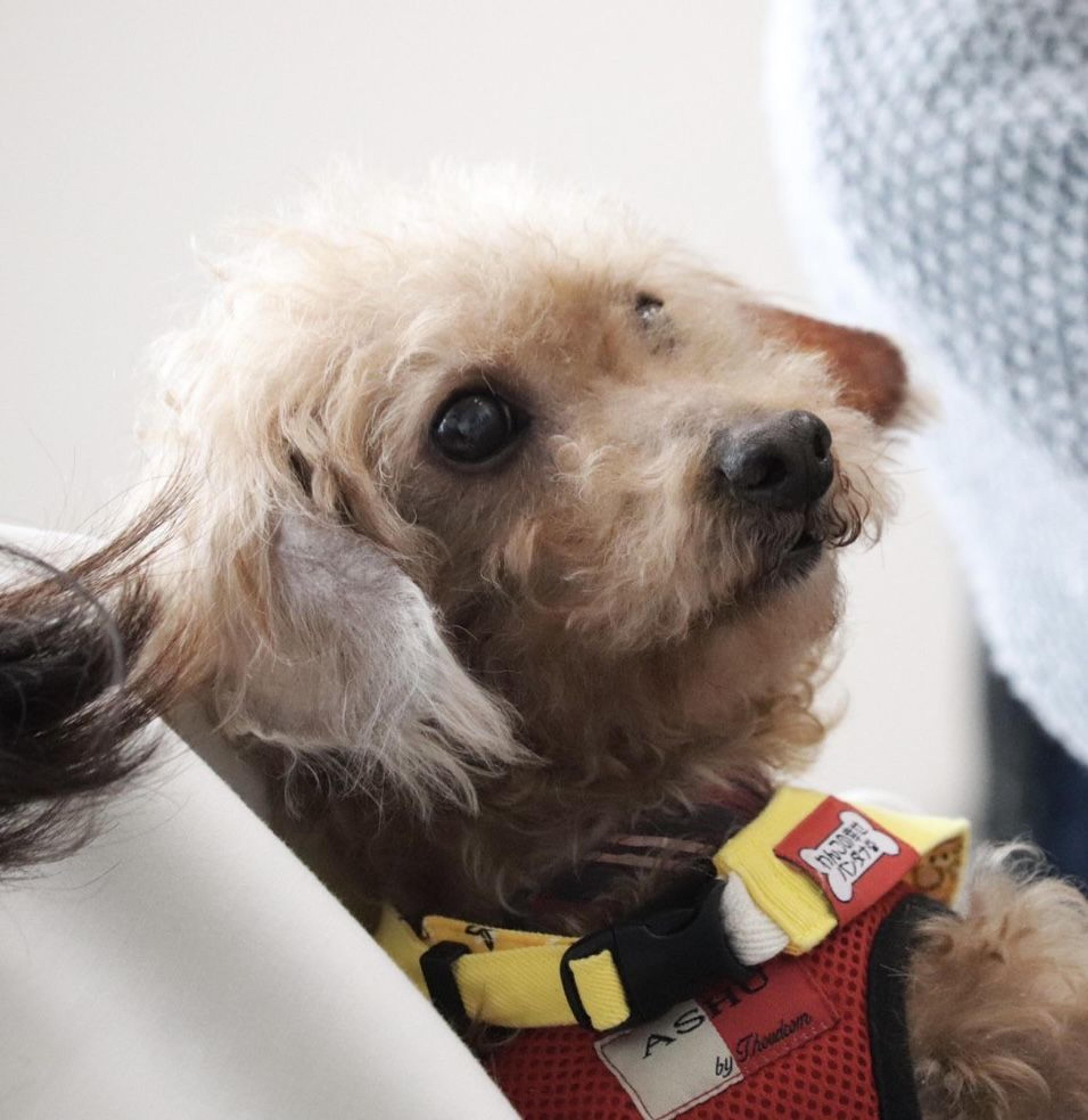 pet-image-7