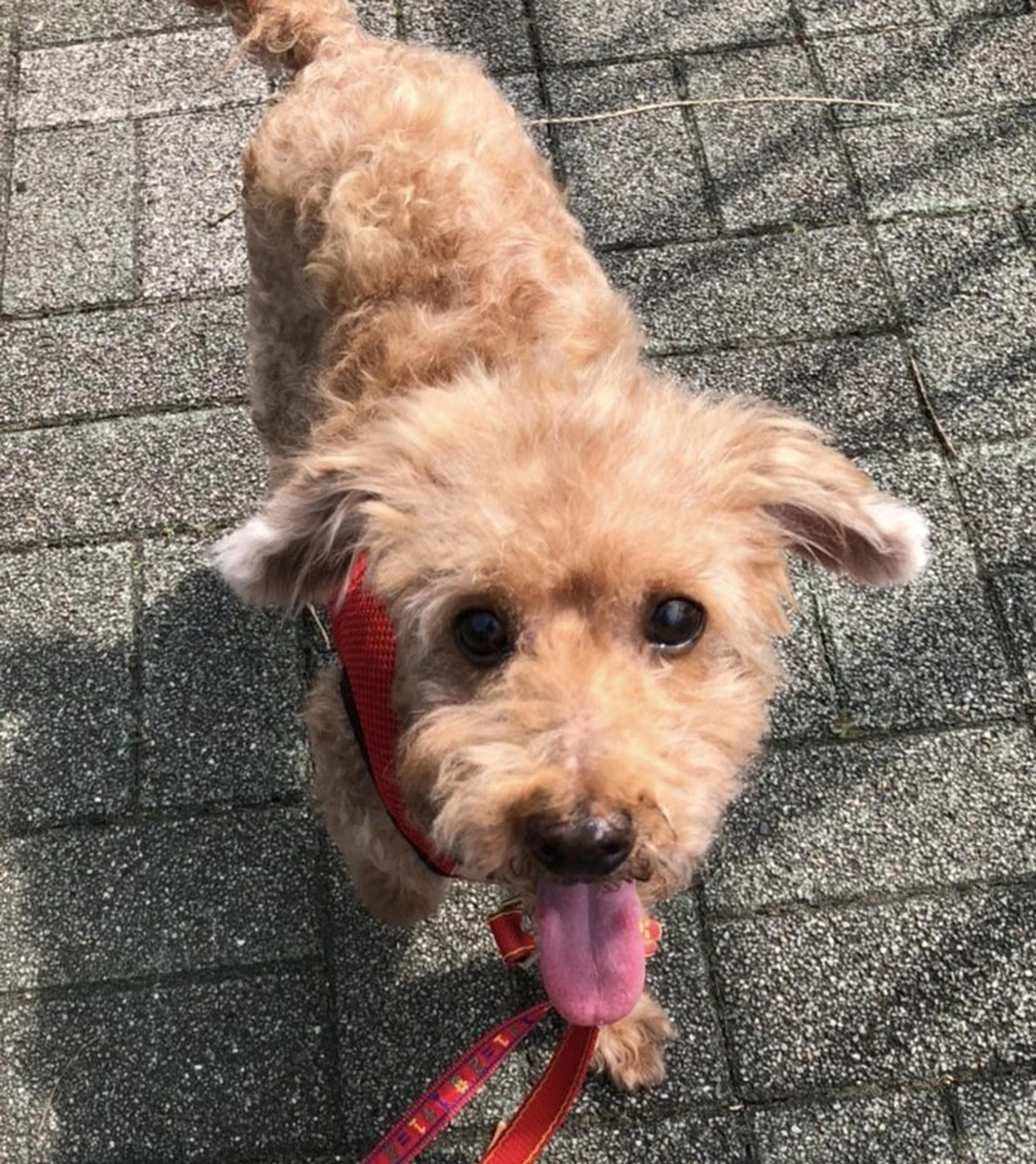 pet-image-2