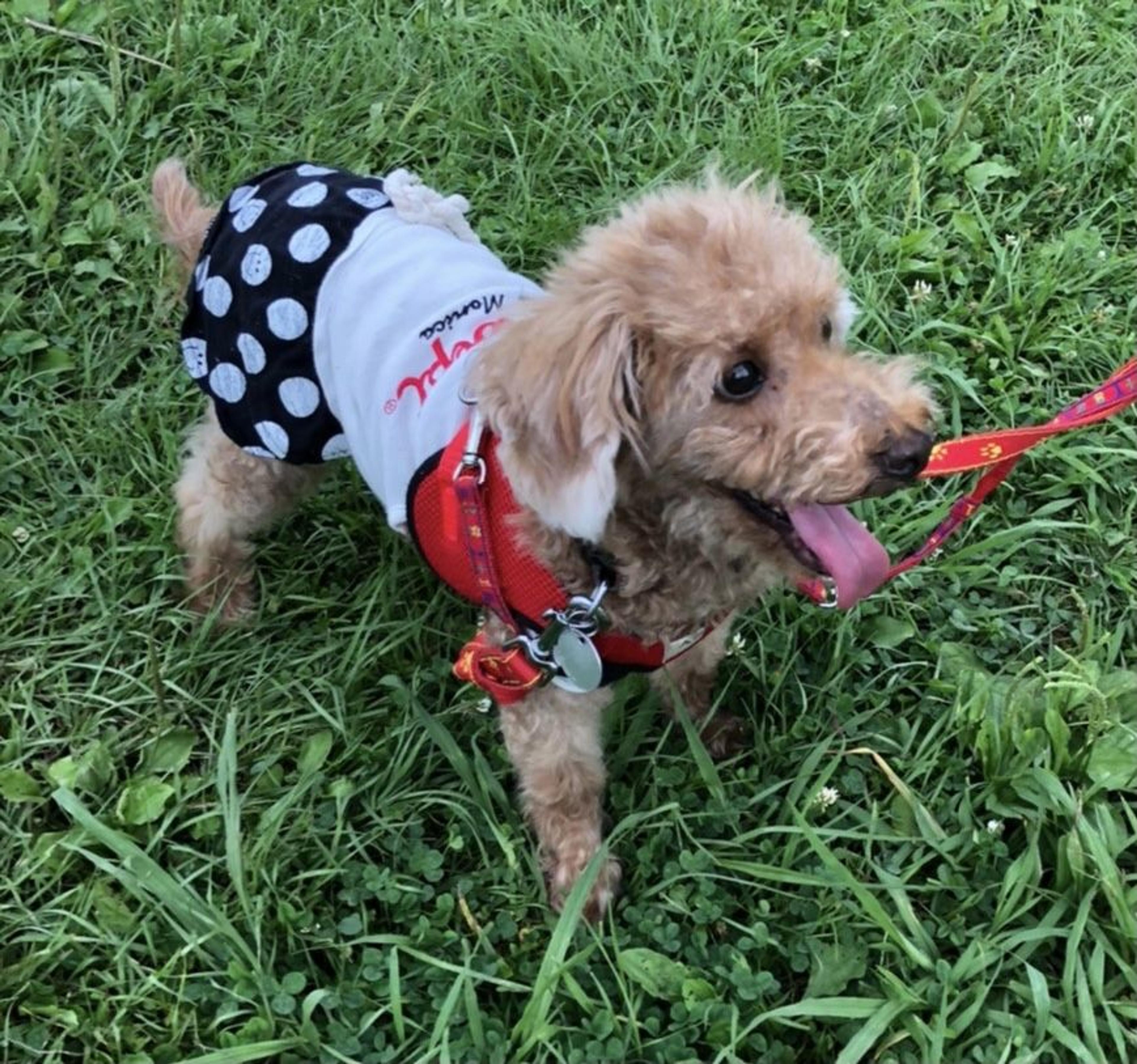 pet-image-4