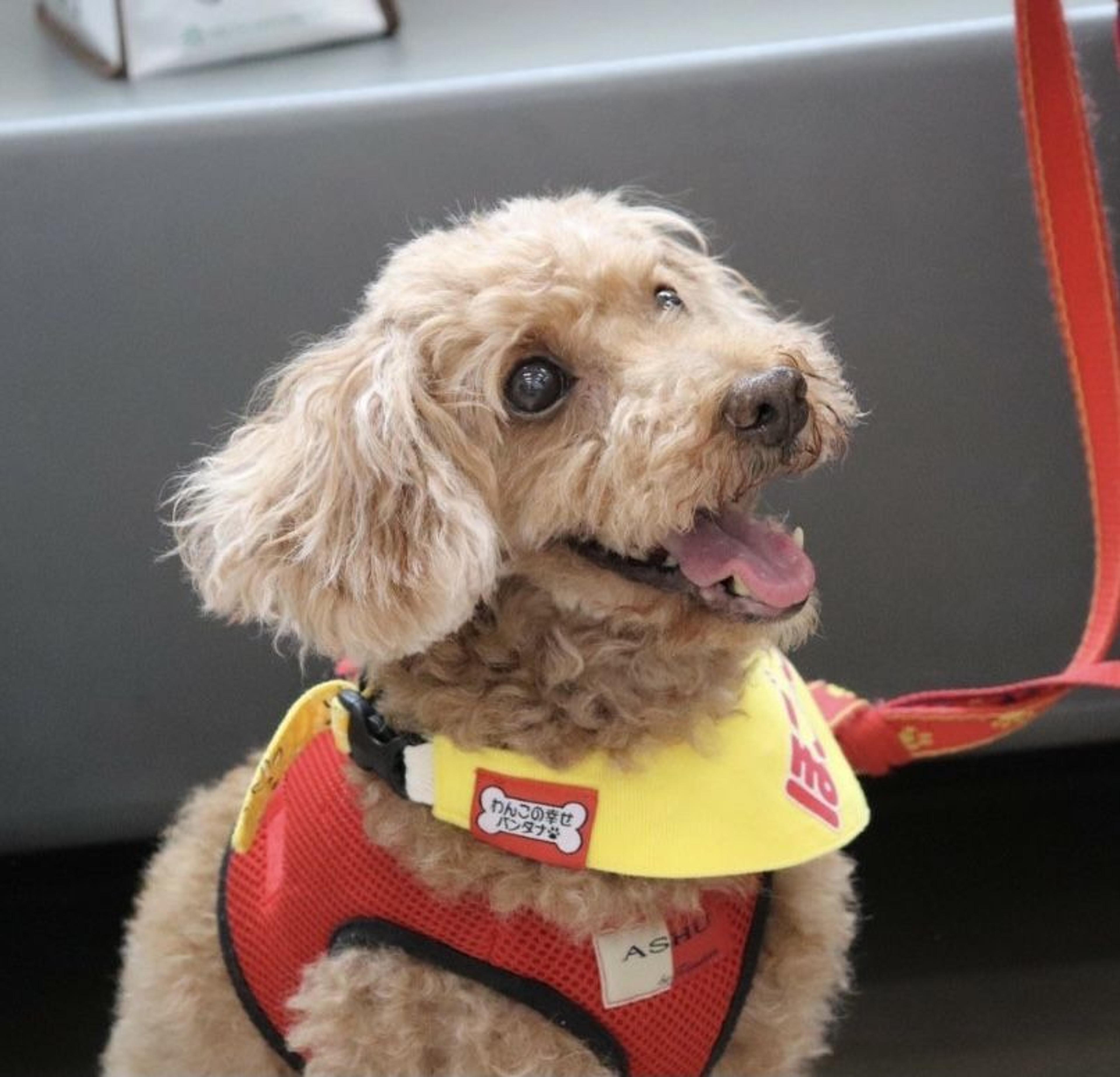 pet-image-8