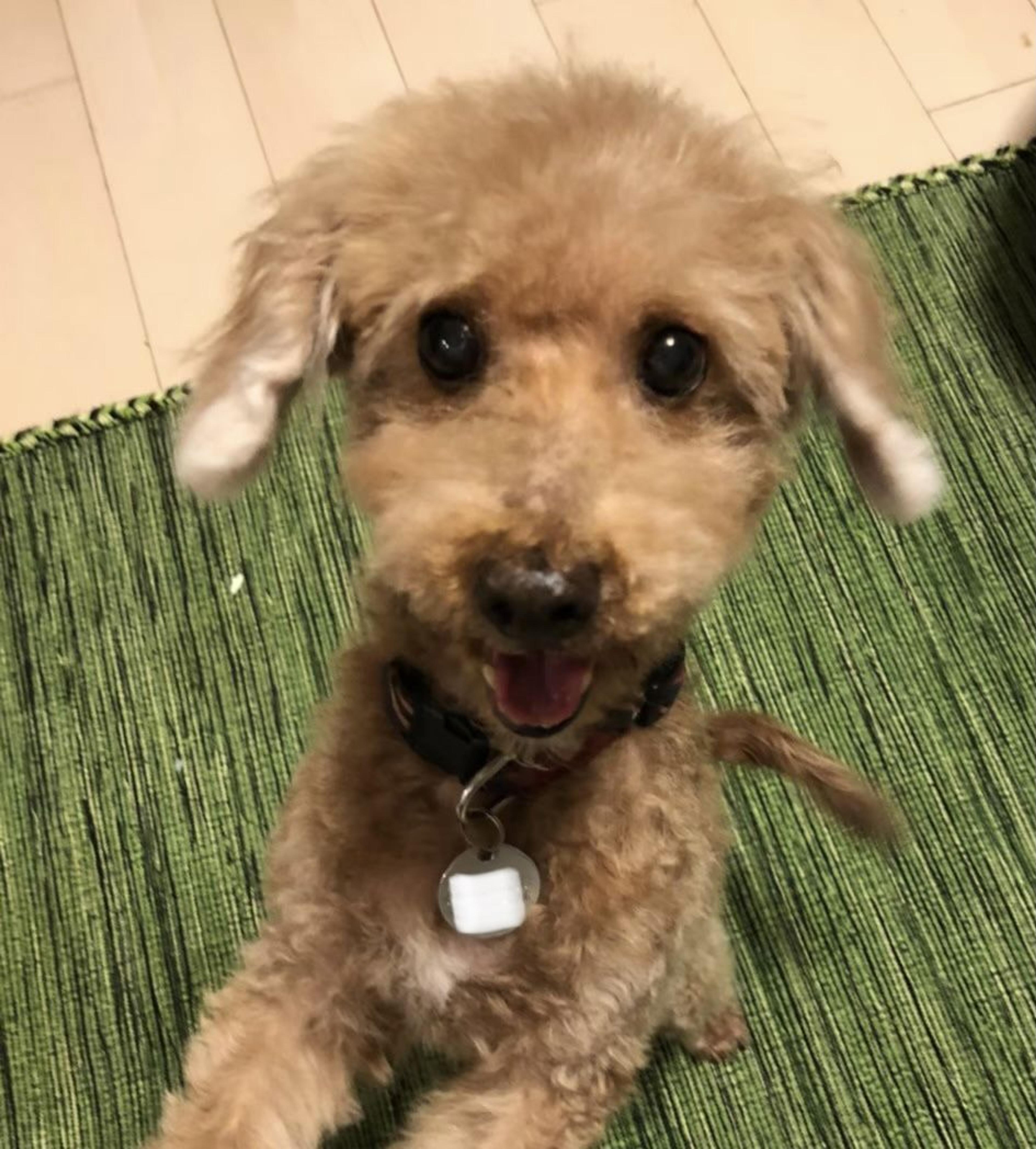 pet-image-9