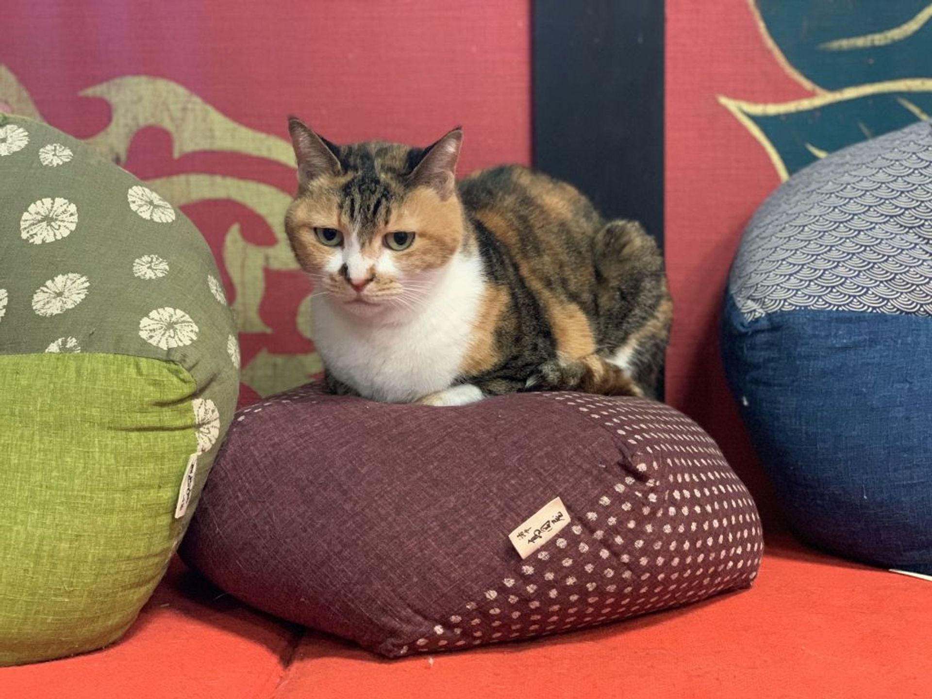 雑種（ミックス猫）・メスの里親募集の写真