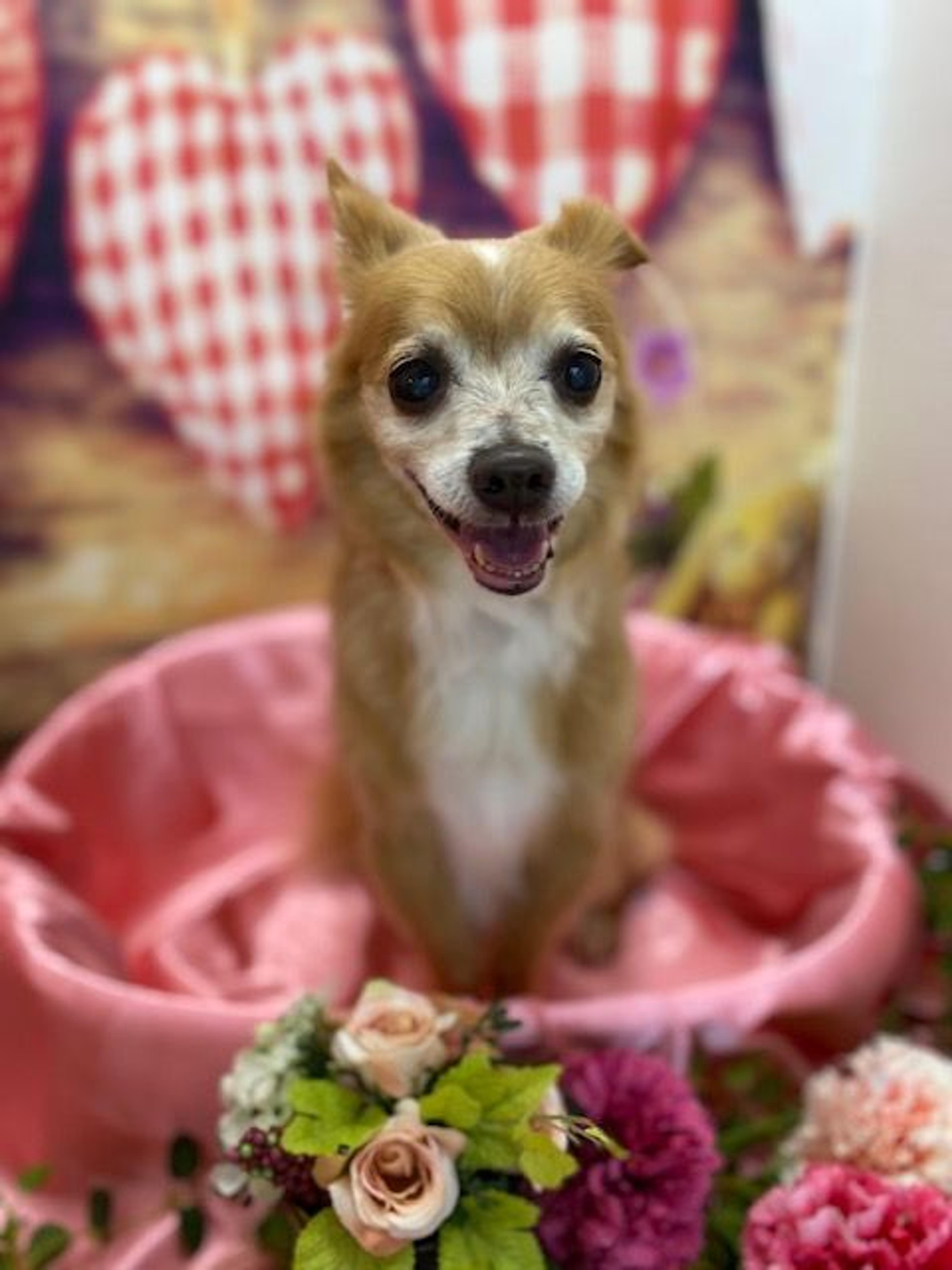 pet-image-6