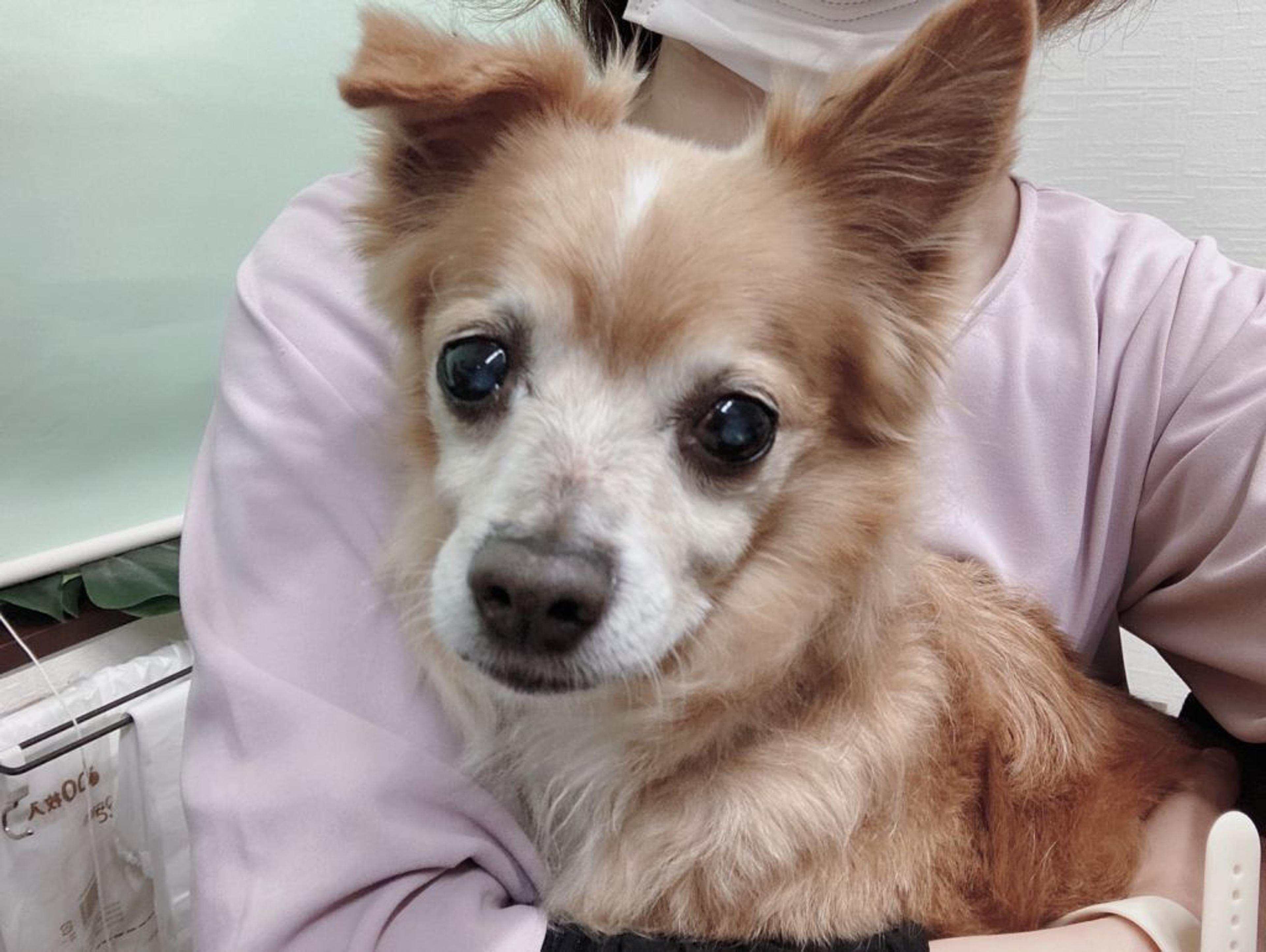 pet-image-9