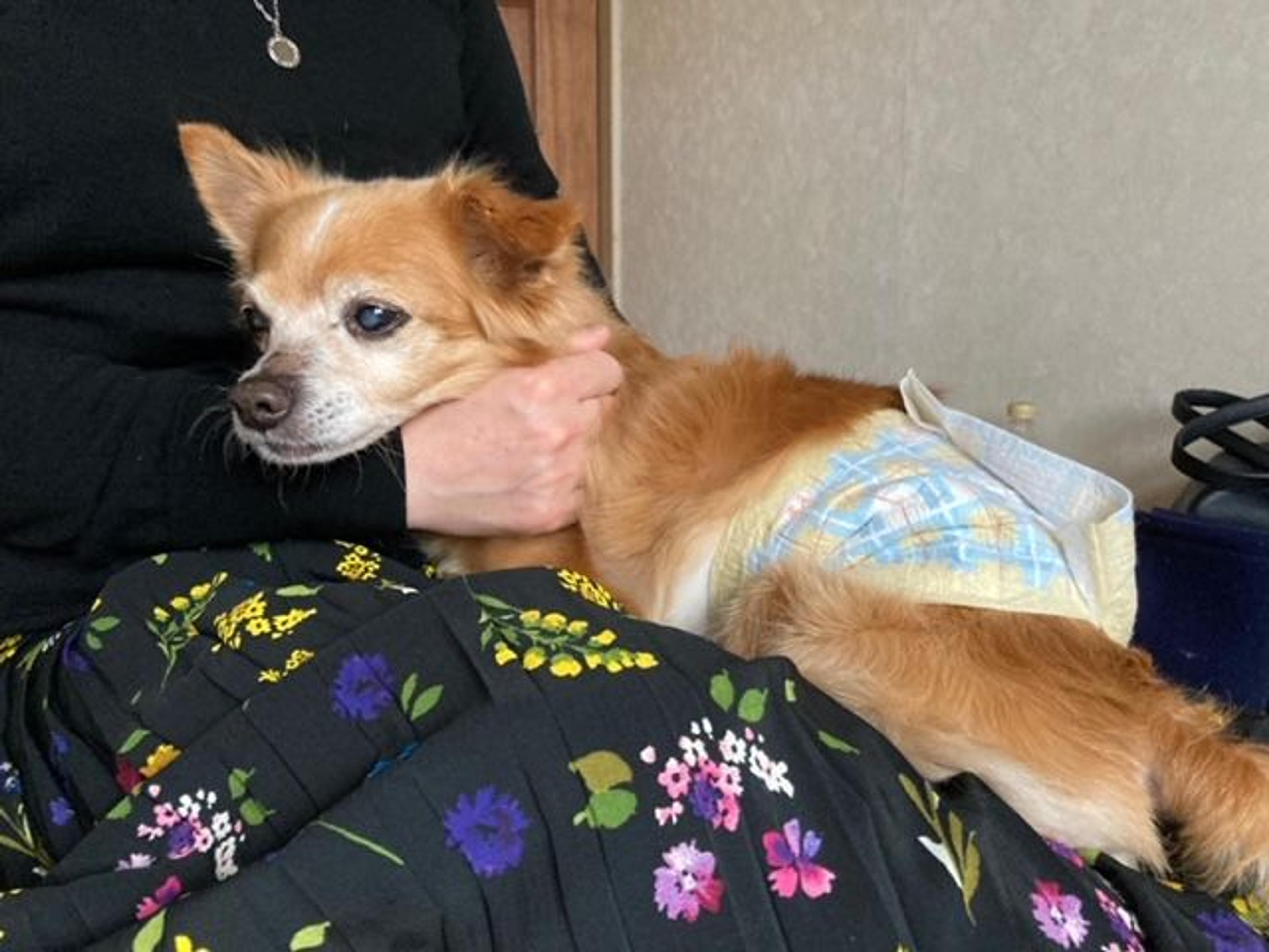pet-image-4