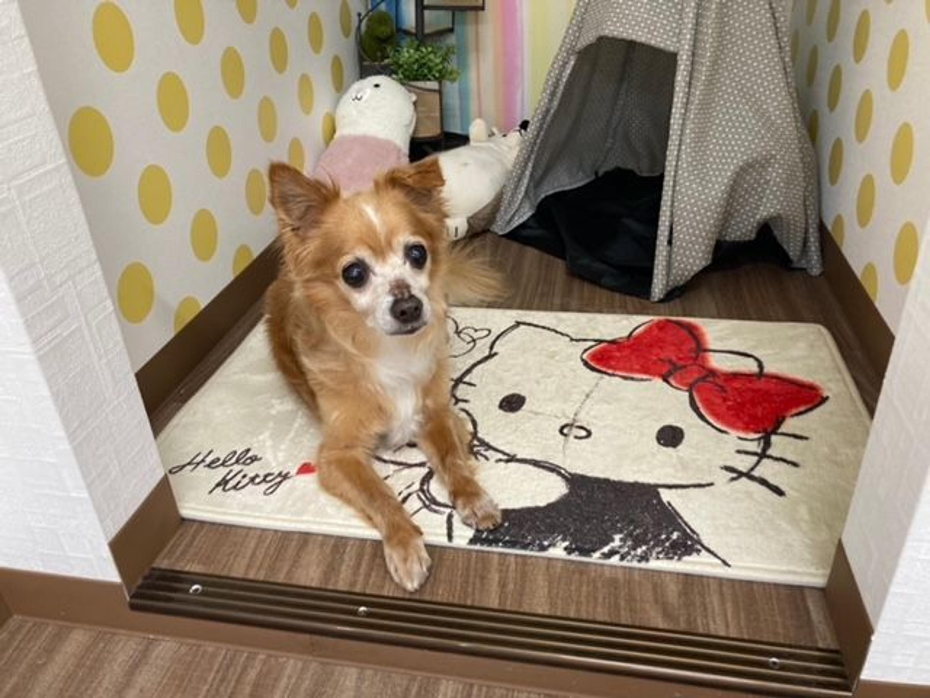 pet-image-5