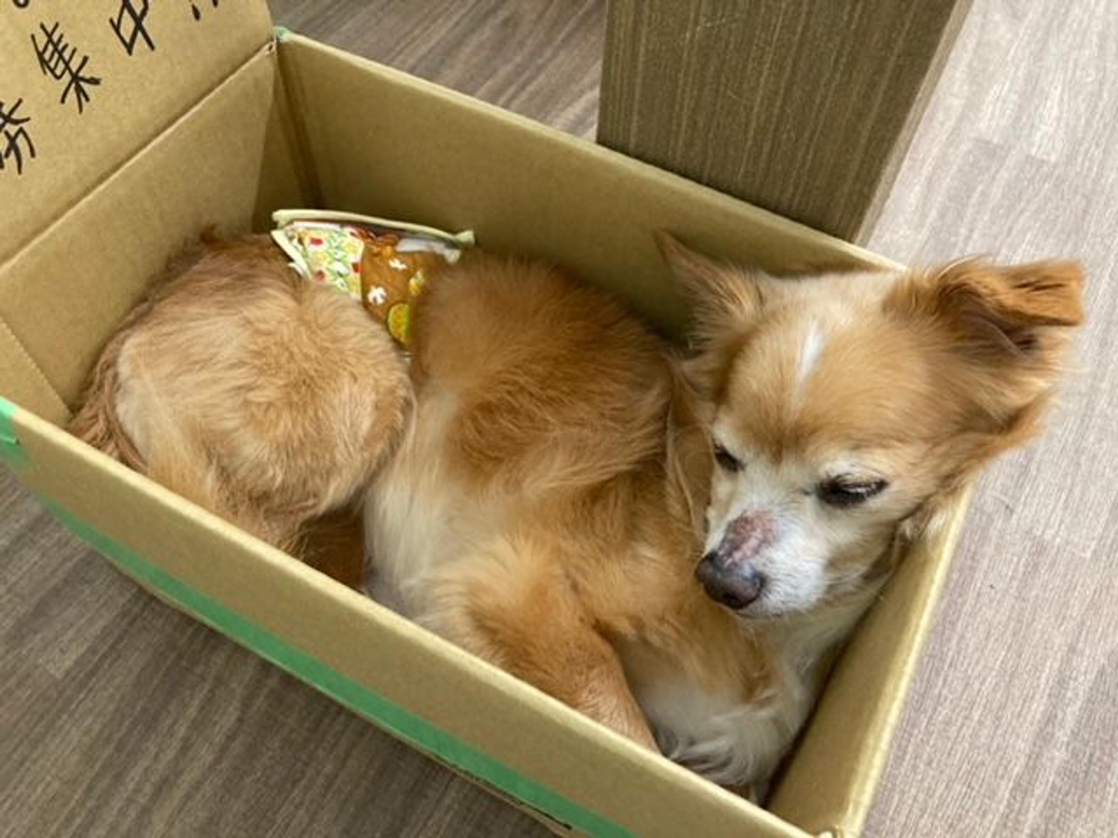 pet-image-8