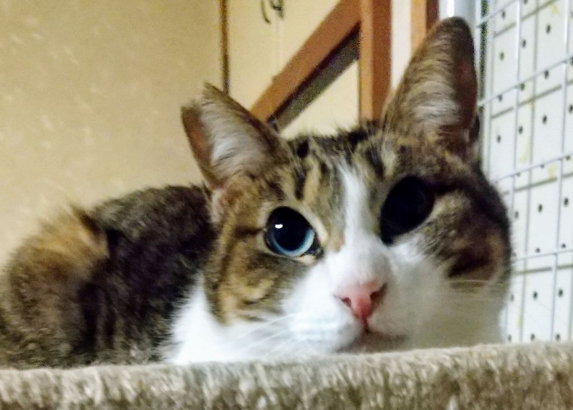 雑種（ミックス猫）・メスの里親募集の写真