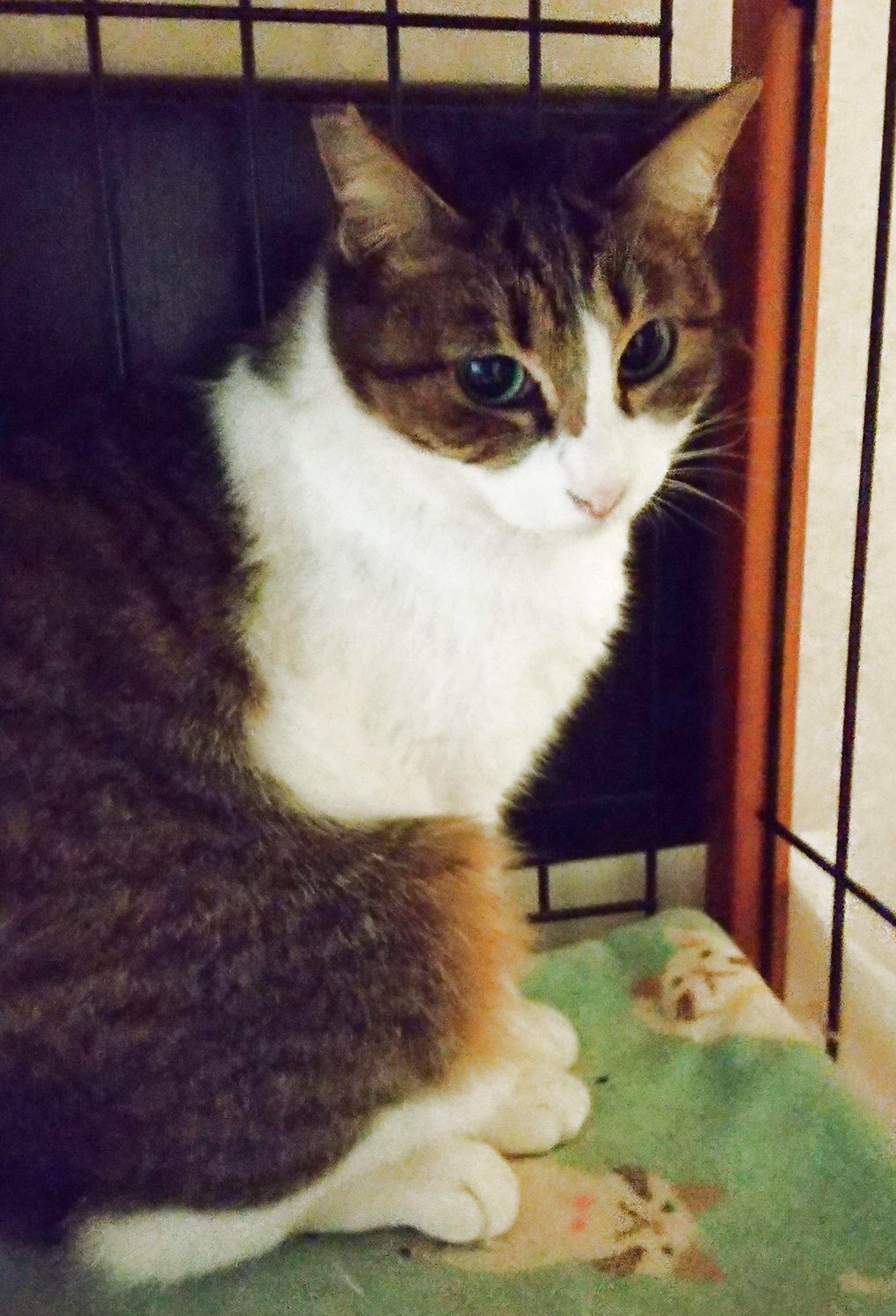 pet-image-2