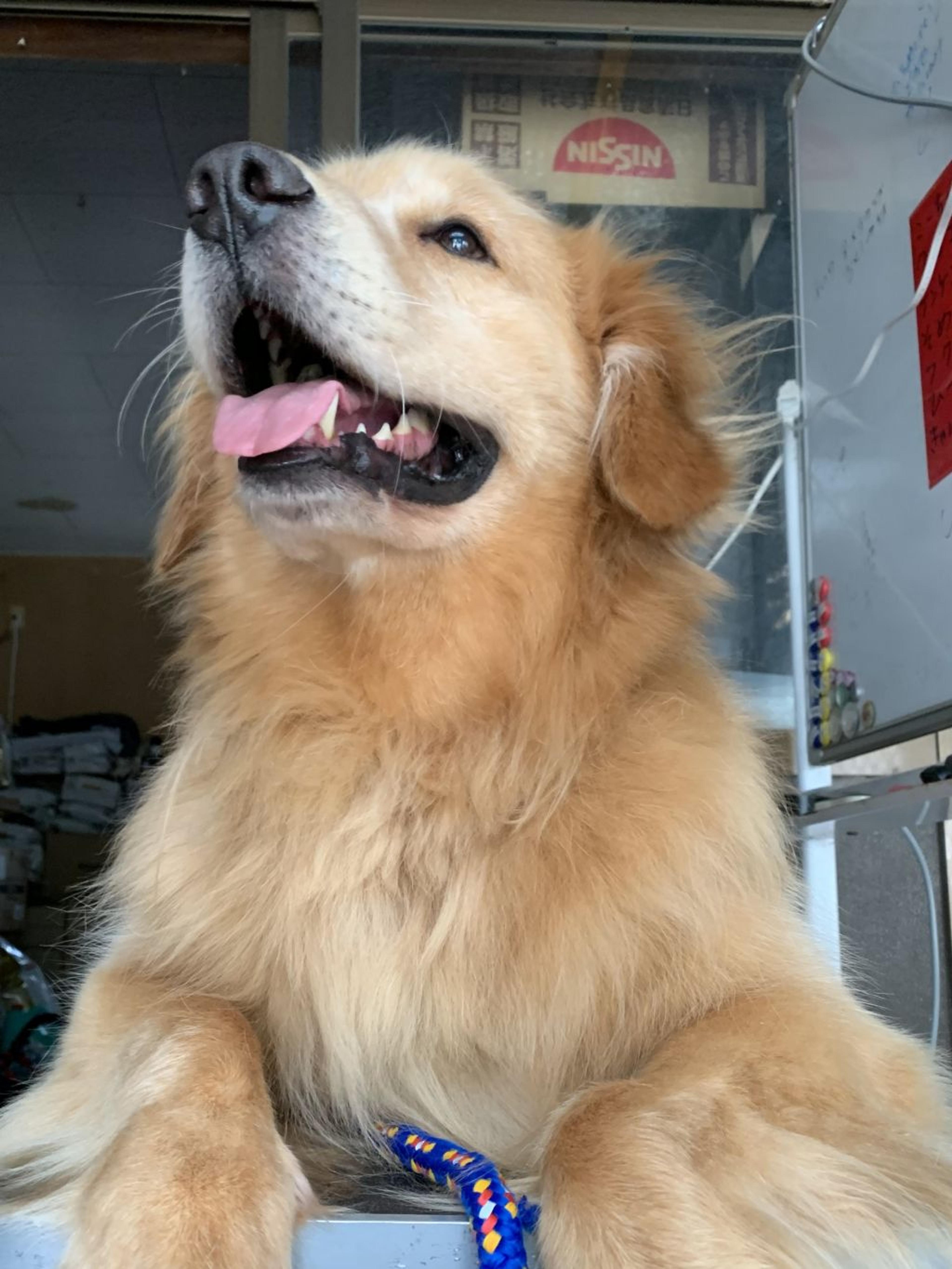 pet-image-2