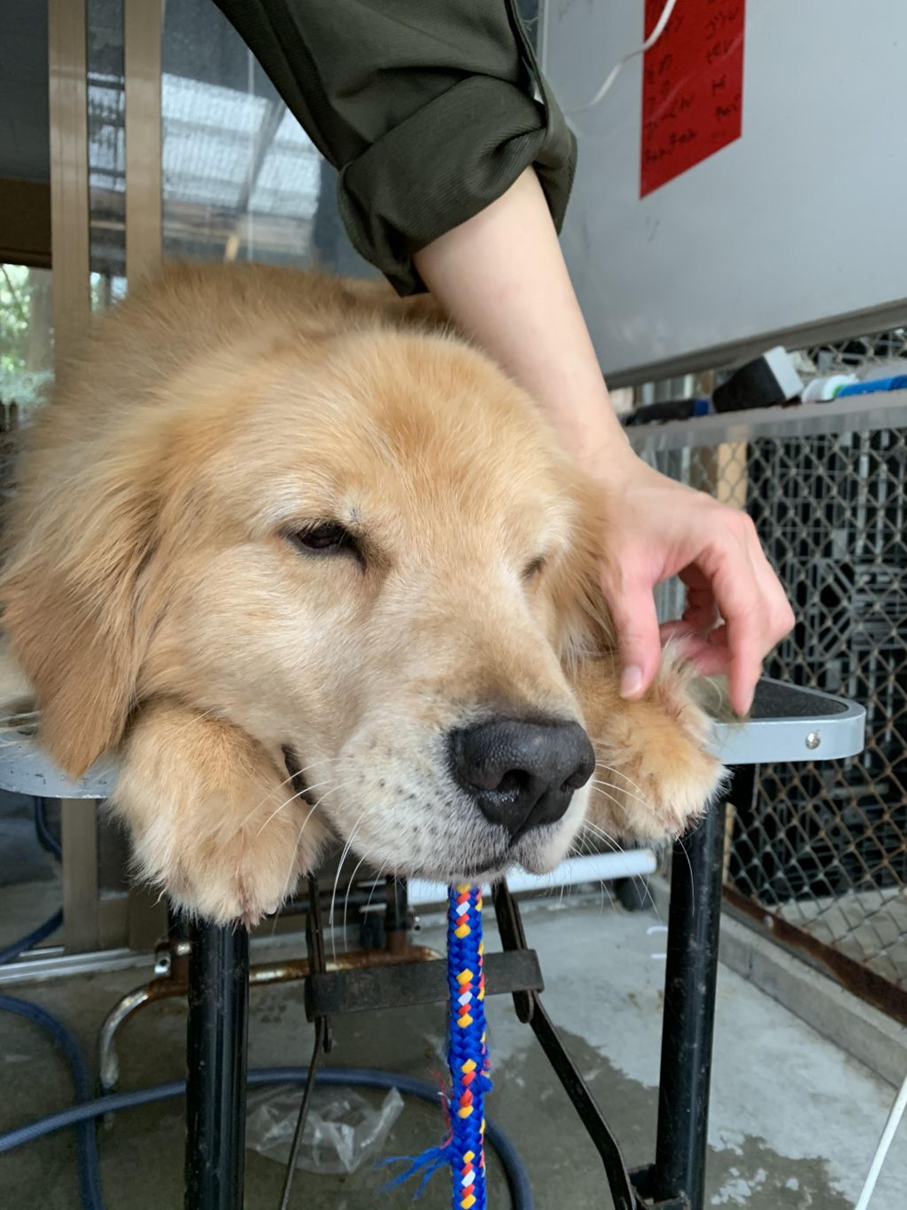 pet-image-3