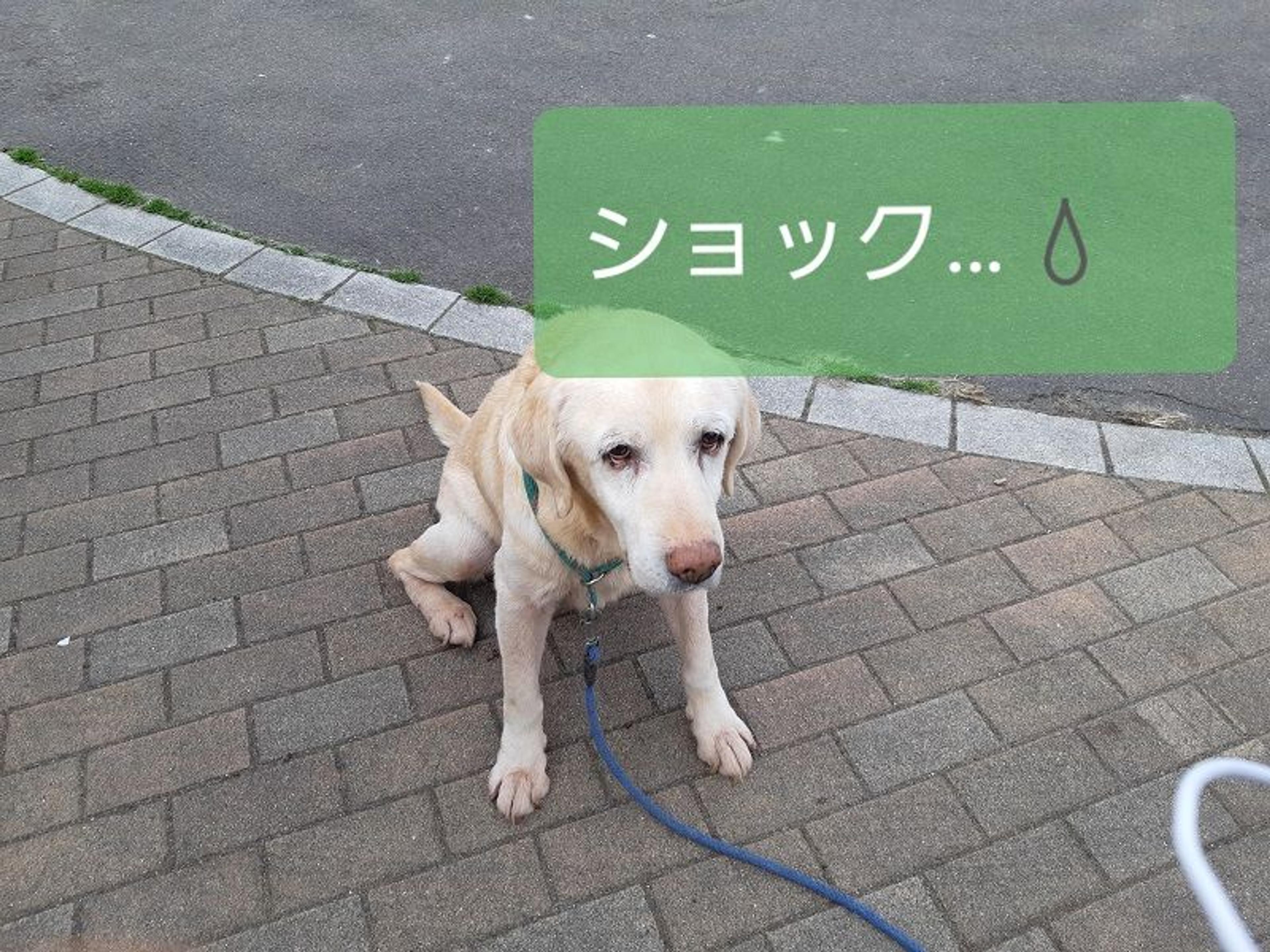 pet-image-4