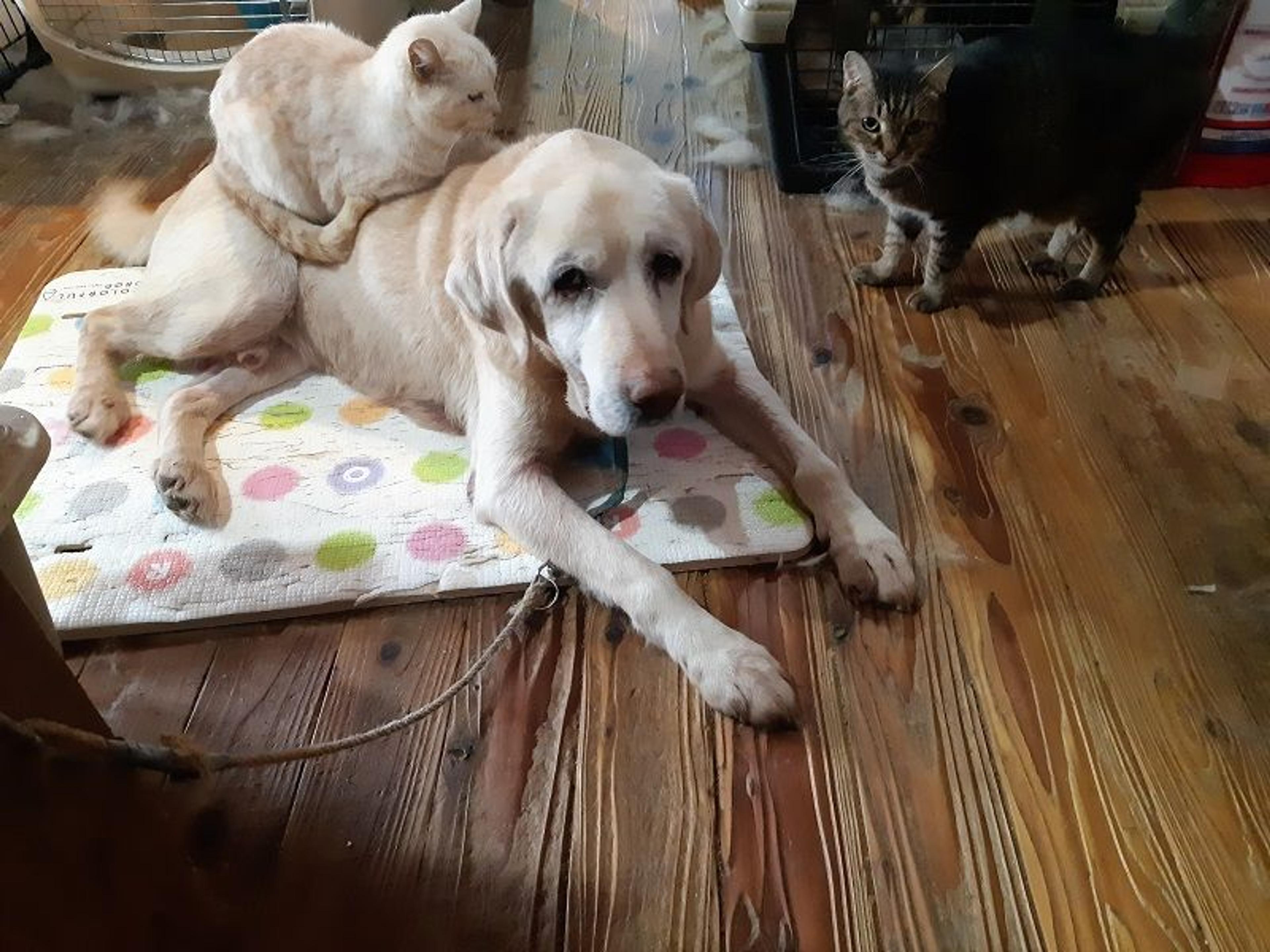 pet-image-5