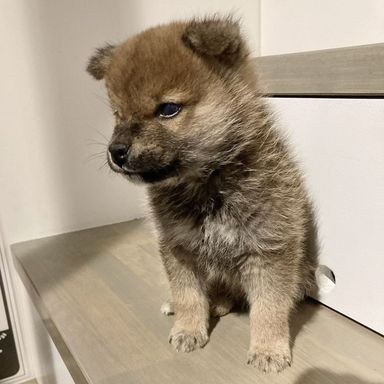 サスケ