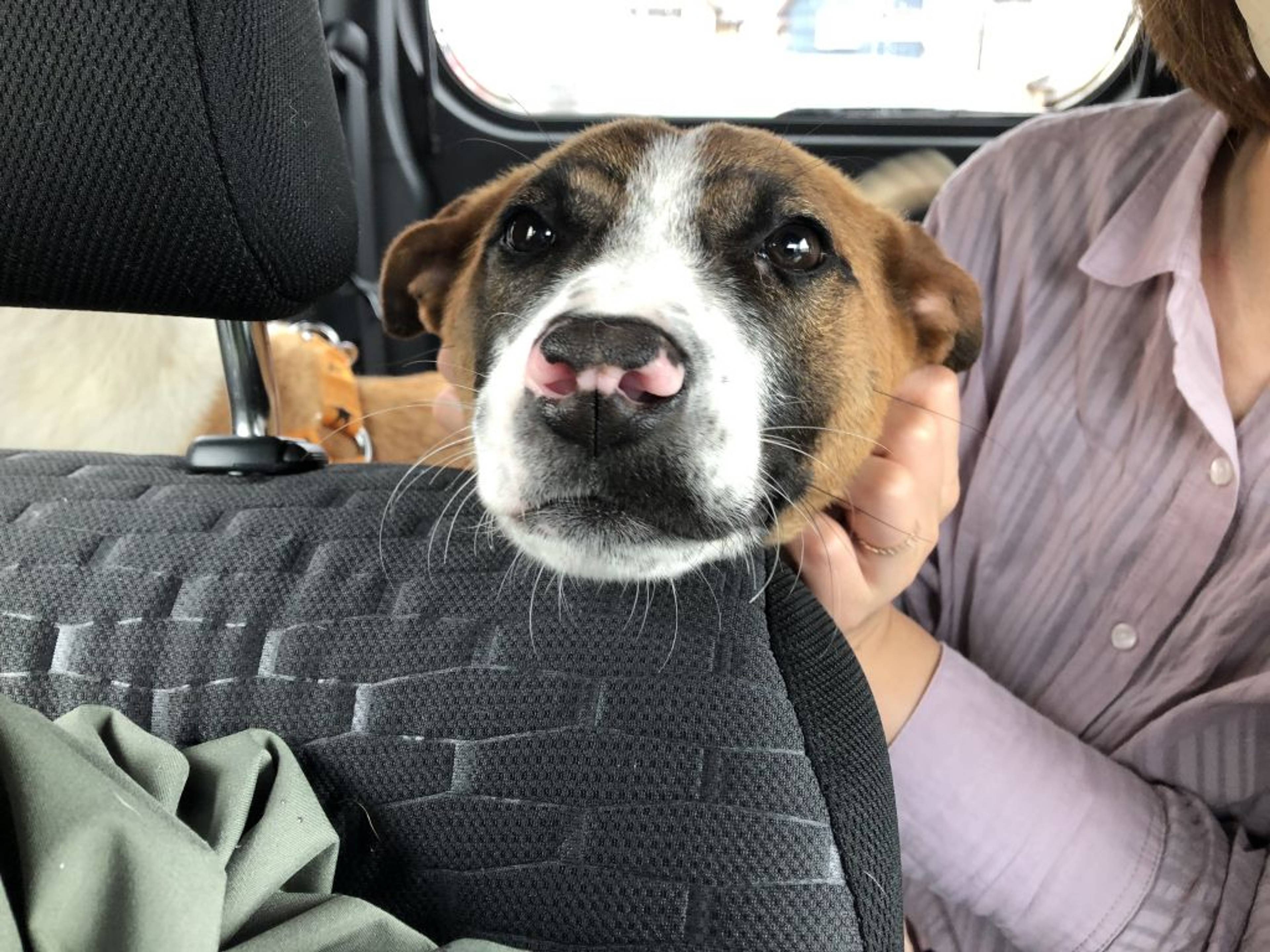 雑種（ミックス犬）・メスの里親募集の写真