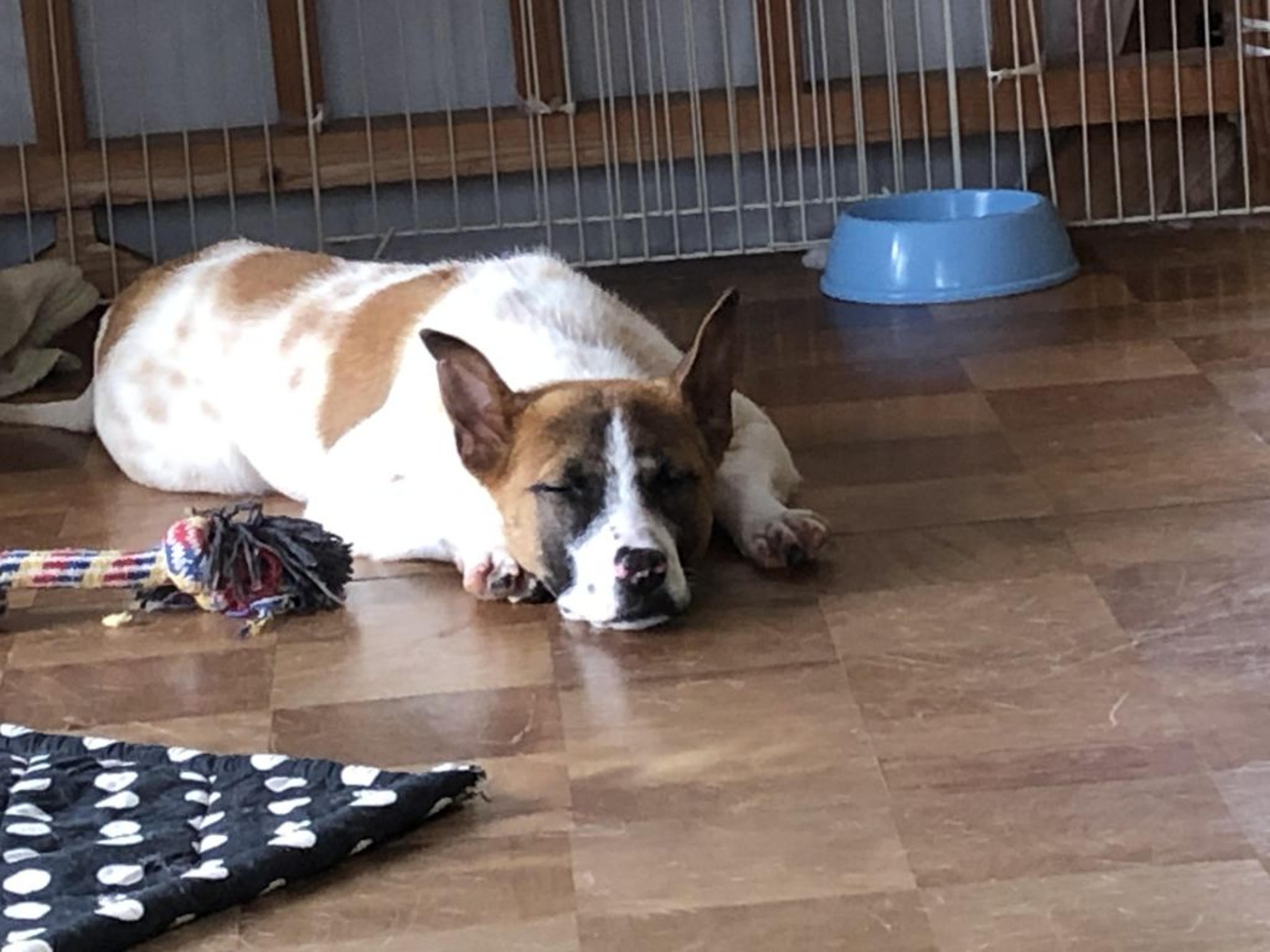 pet-image-2