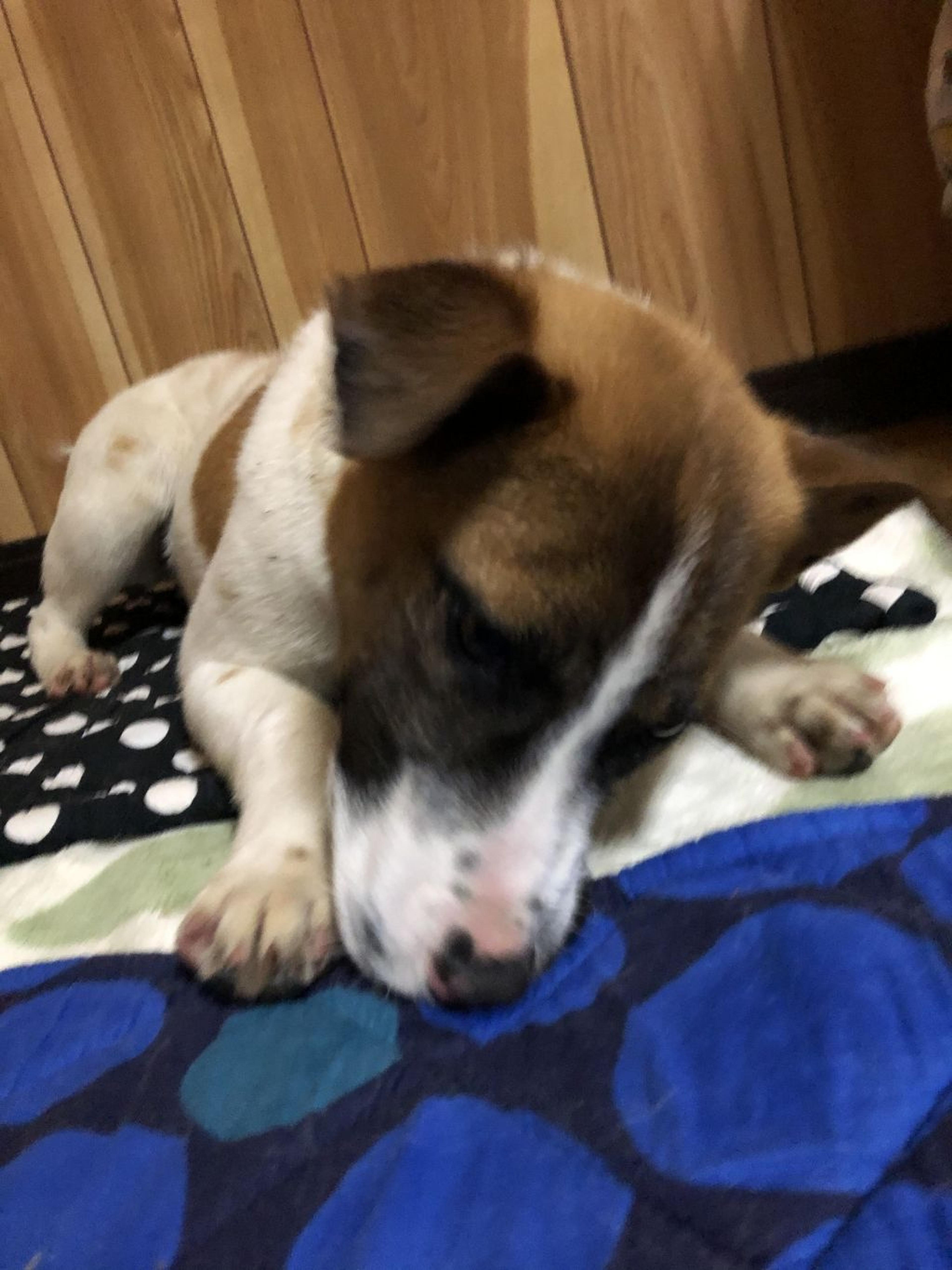 pet-image-4