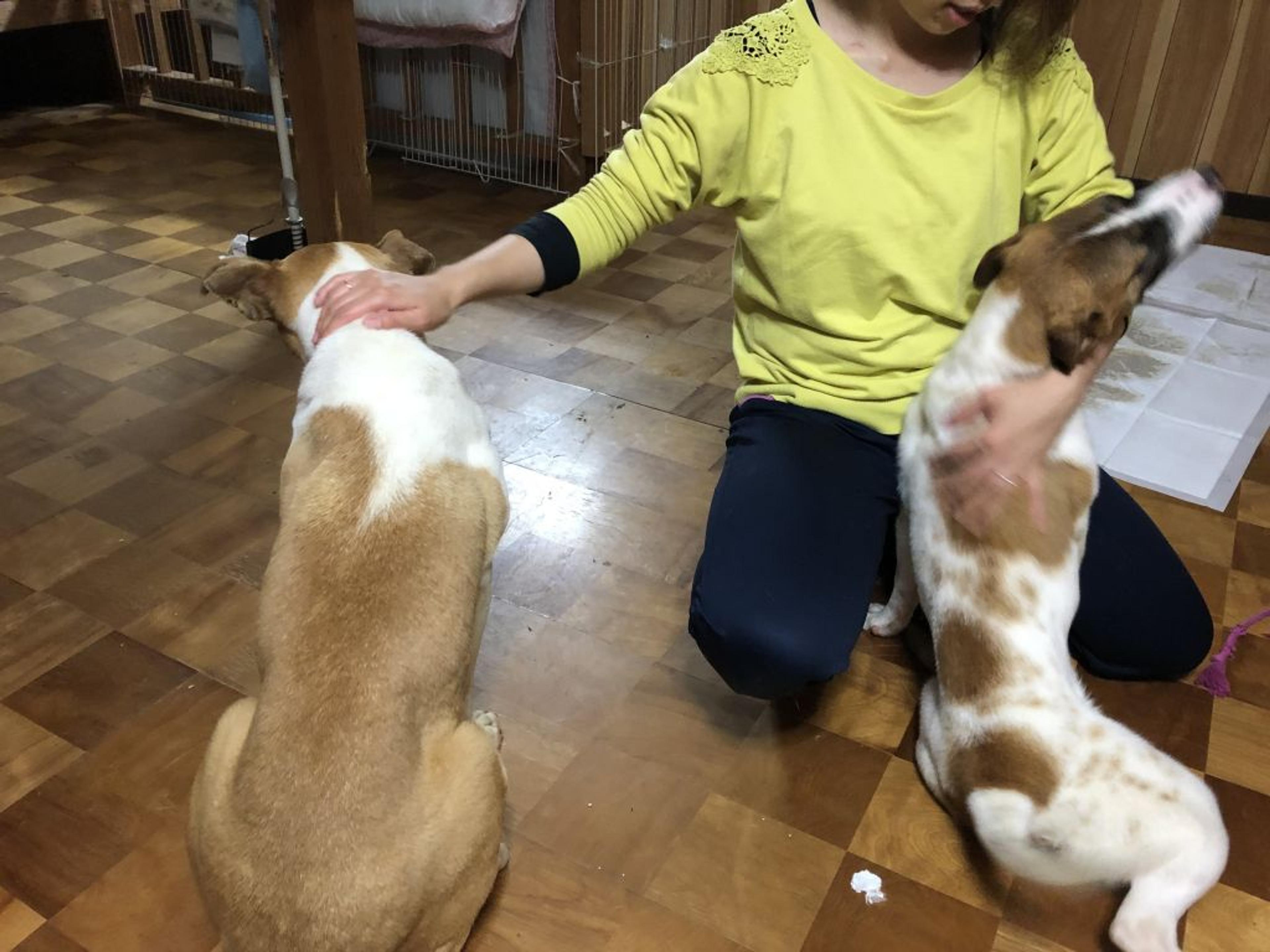 pet-image-5