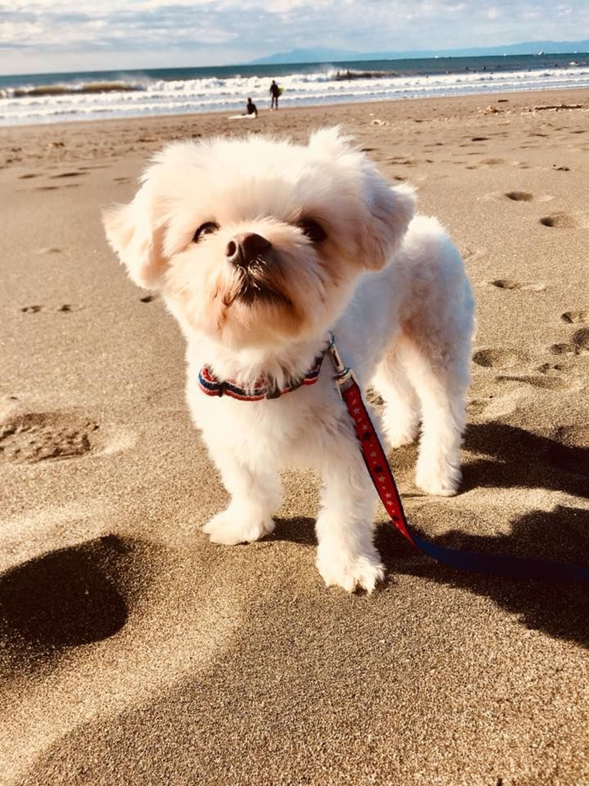 雑種（ミックス犬）・オスの里親募集の写真