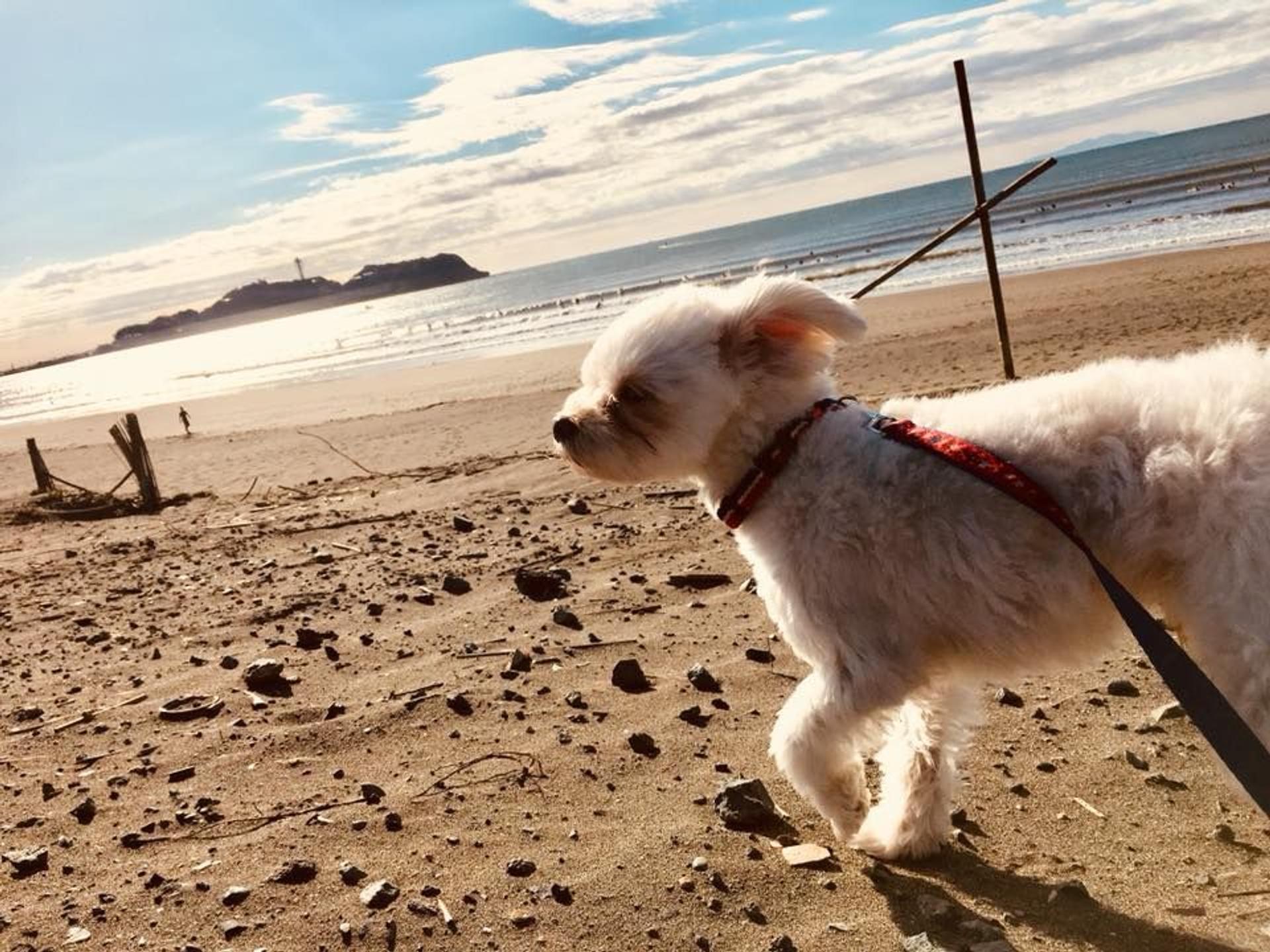 pet-image-2