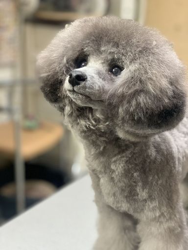 メルの写真