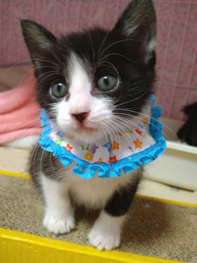 ピノくんの写真