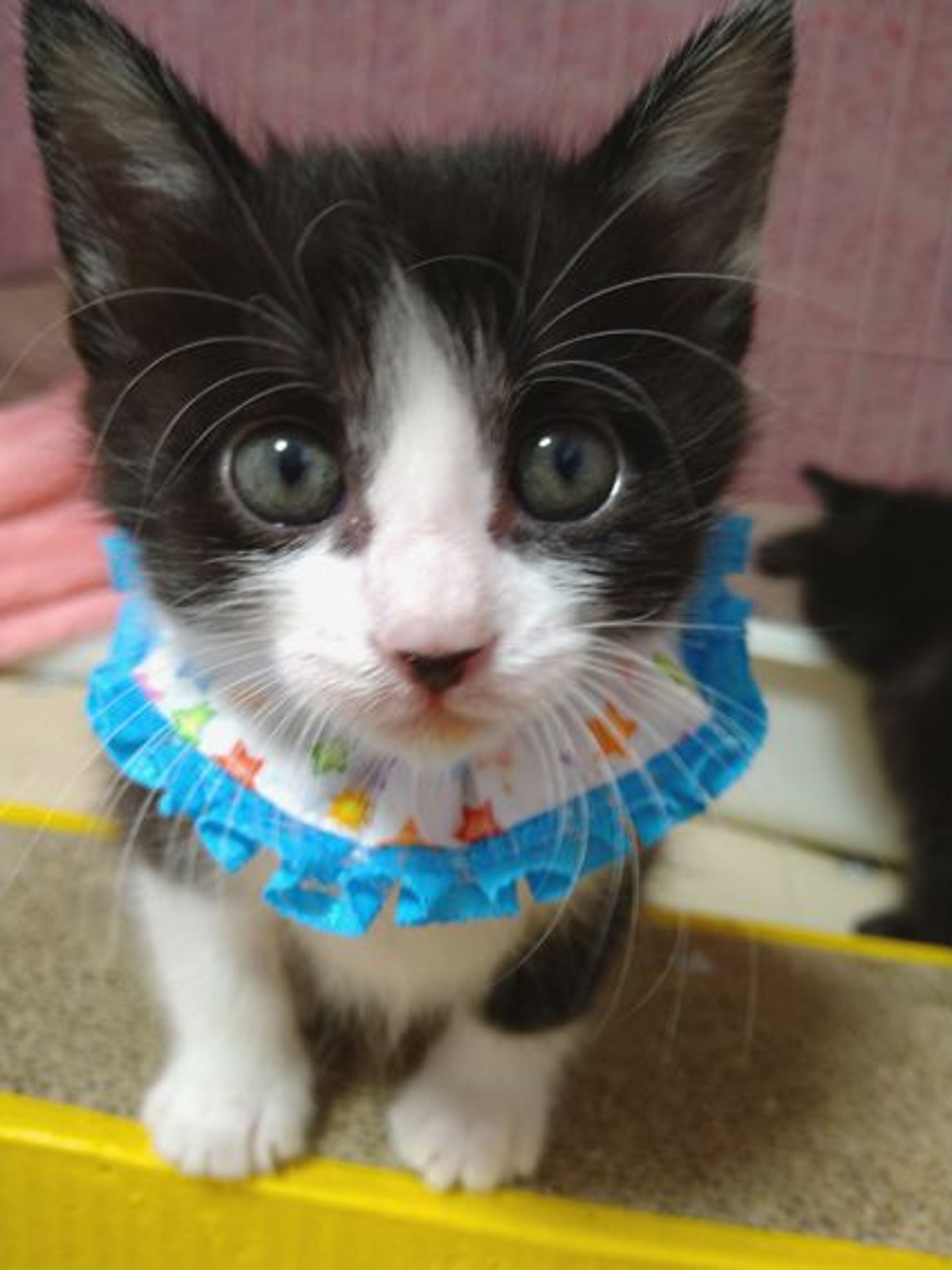 pet-image-2