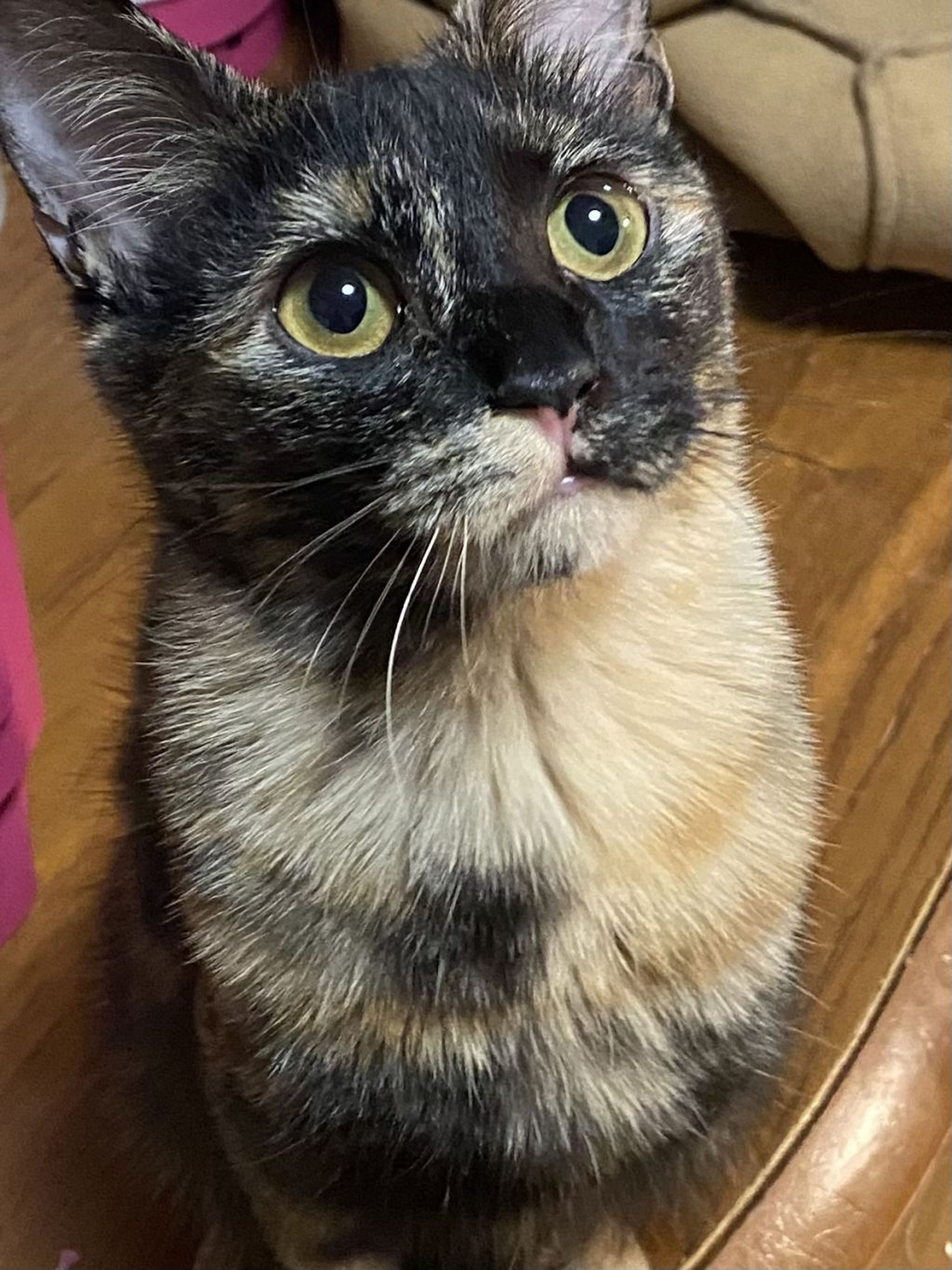 雑種（ミックス猫）・メスの里親募集の写真