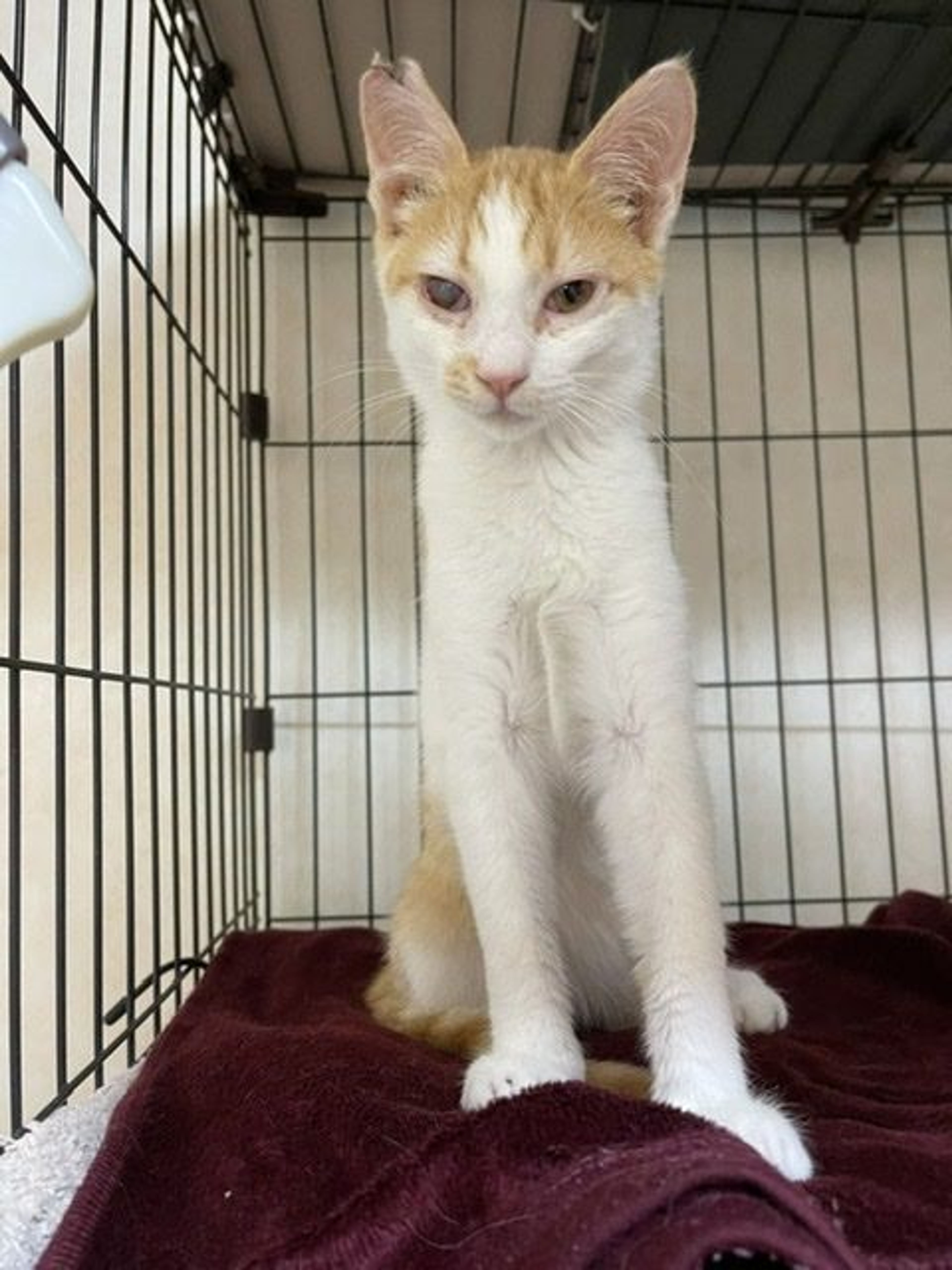 雑種（ミックス猫）・オスの里親募集の写真