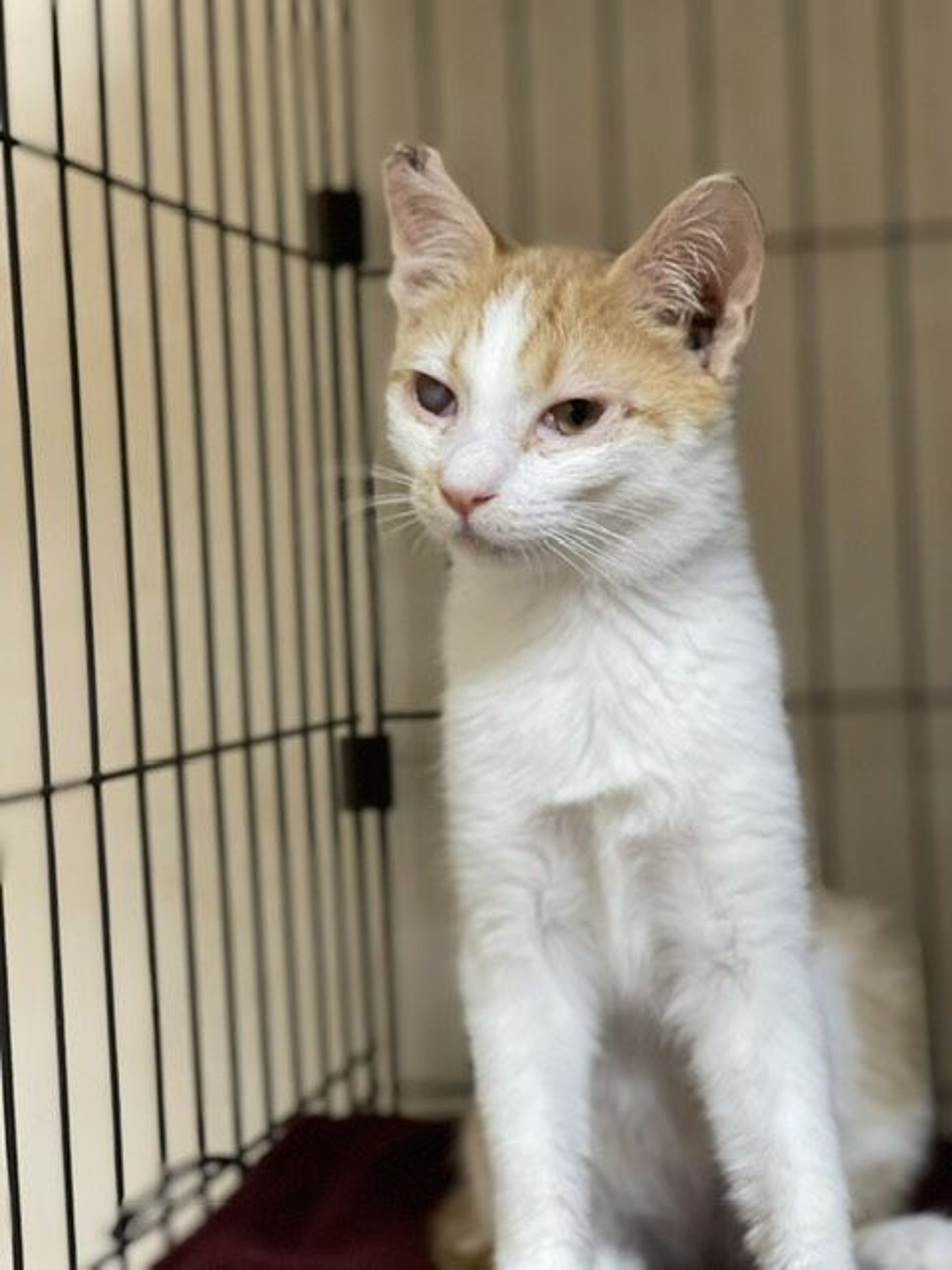 pet-image-2