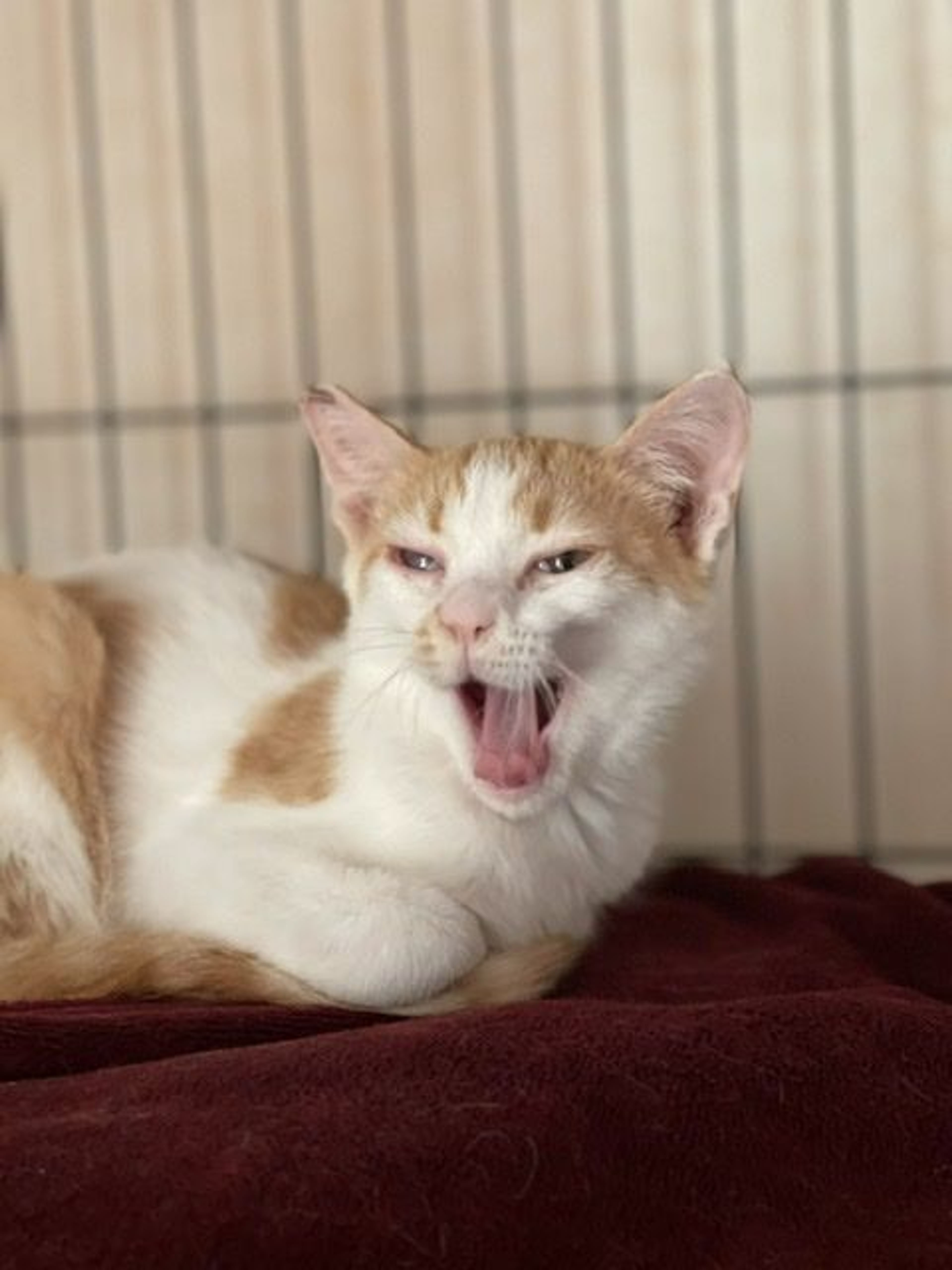 pet-image-4