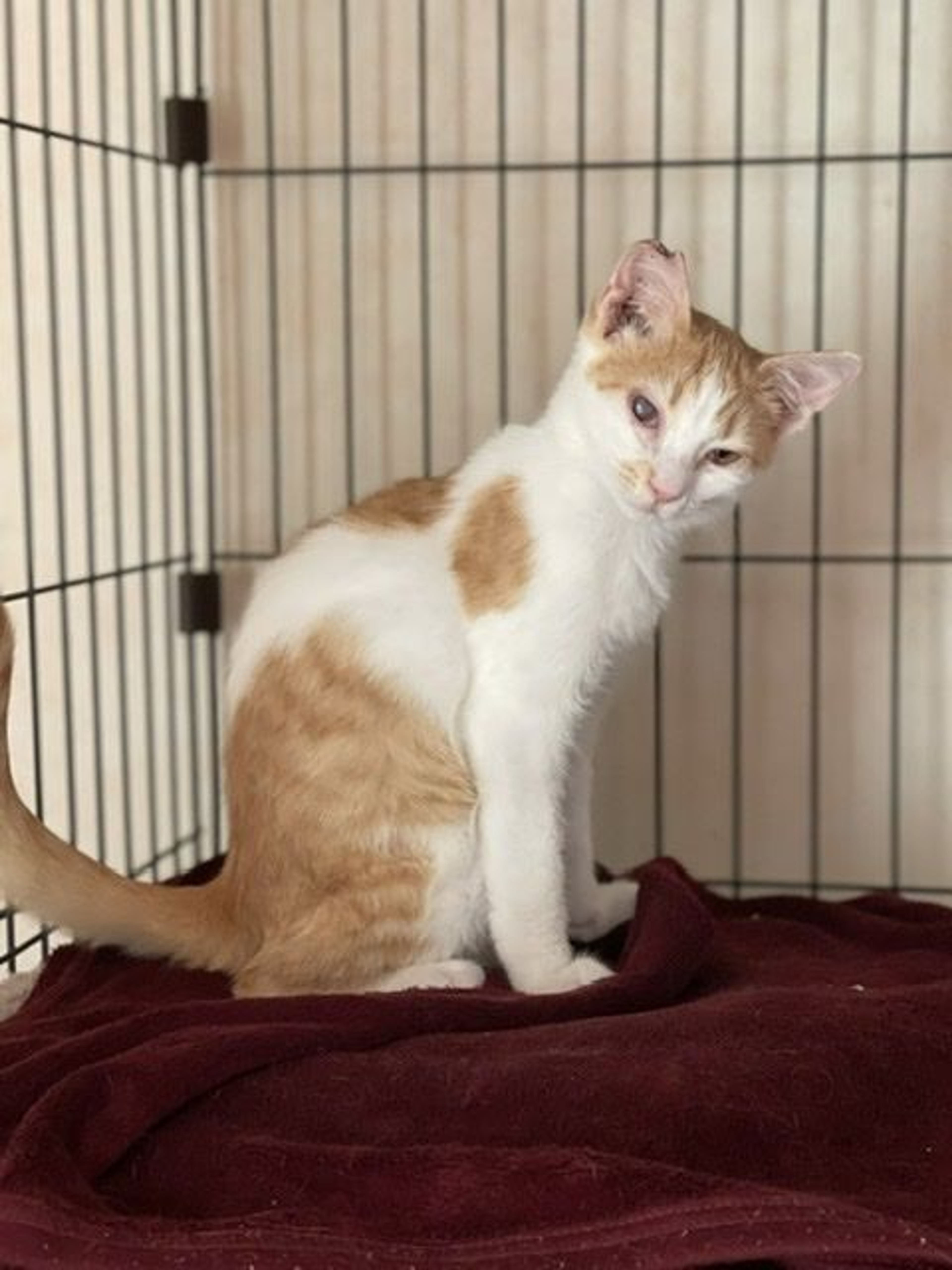 pet-image-5