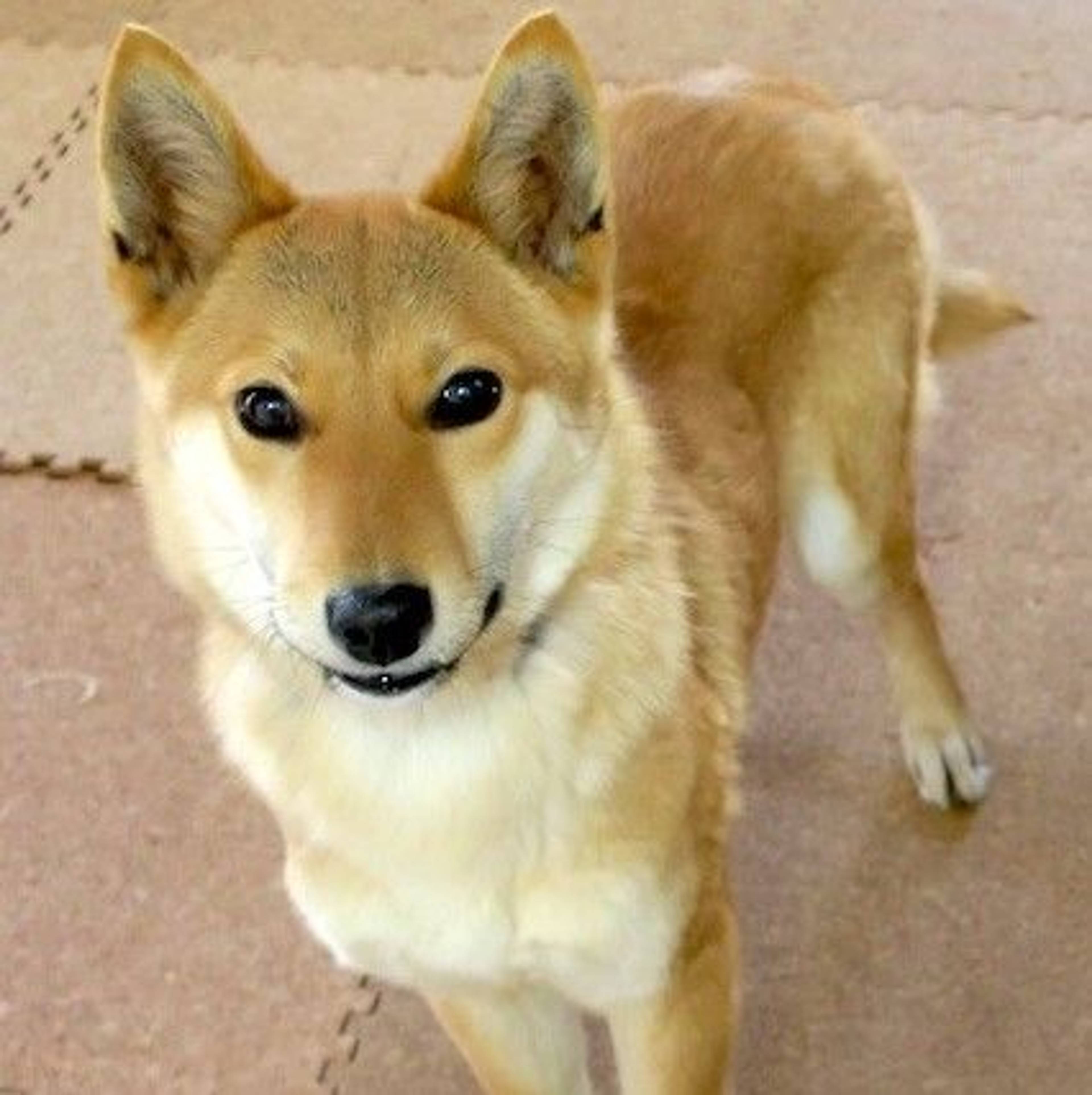 雑種（ミックス犬）・オスの里親募集の写真