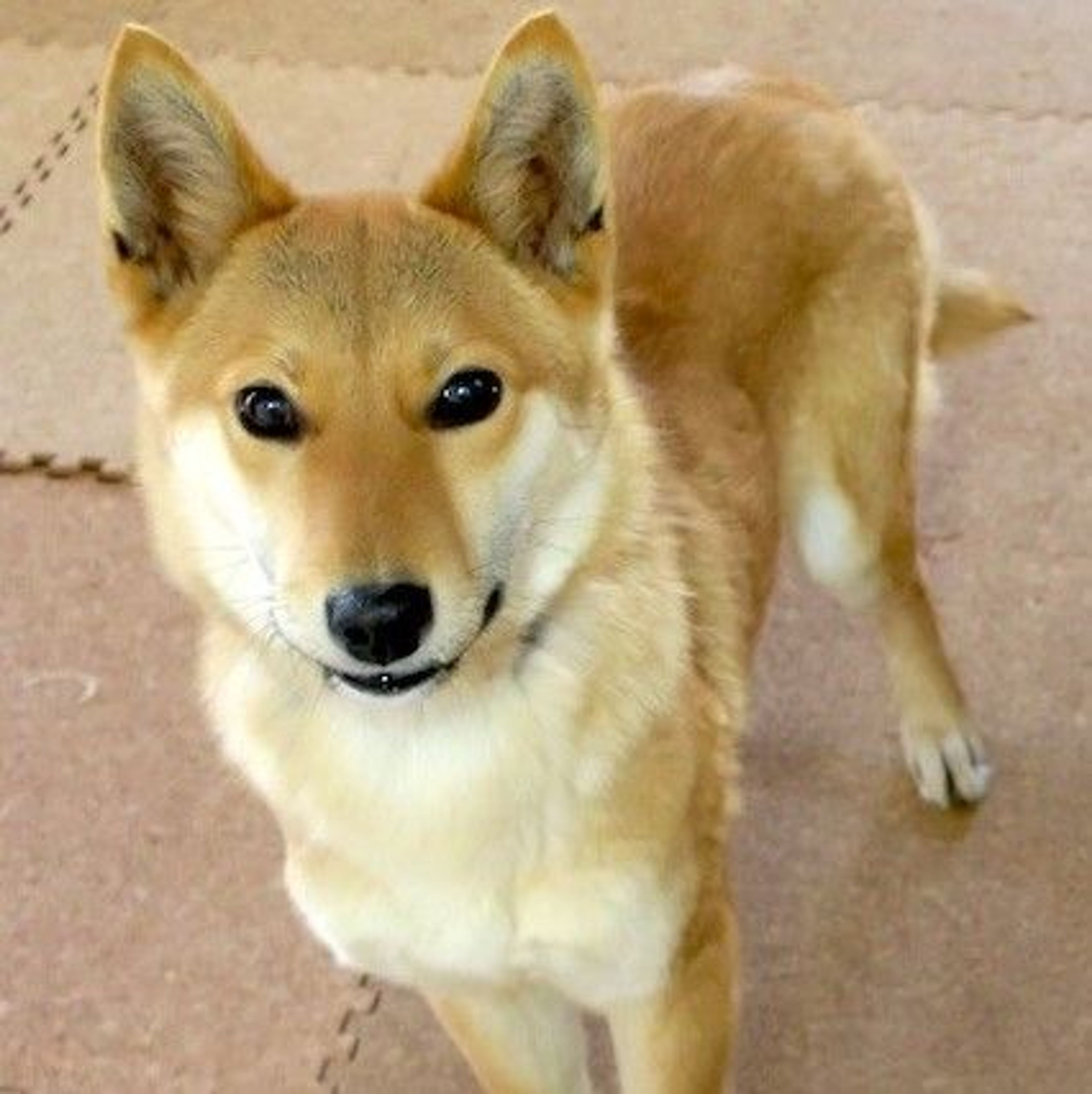 雑種（ミックス犬）・オスの里親募集の写真