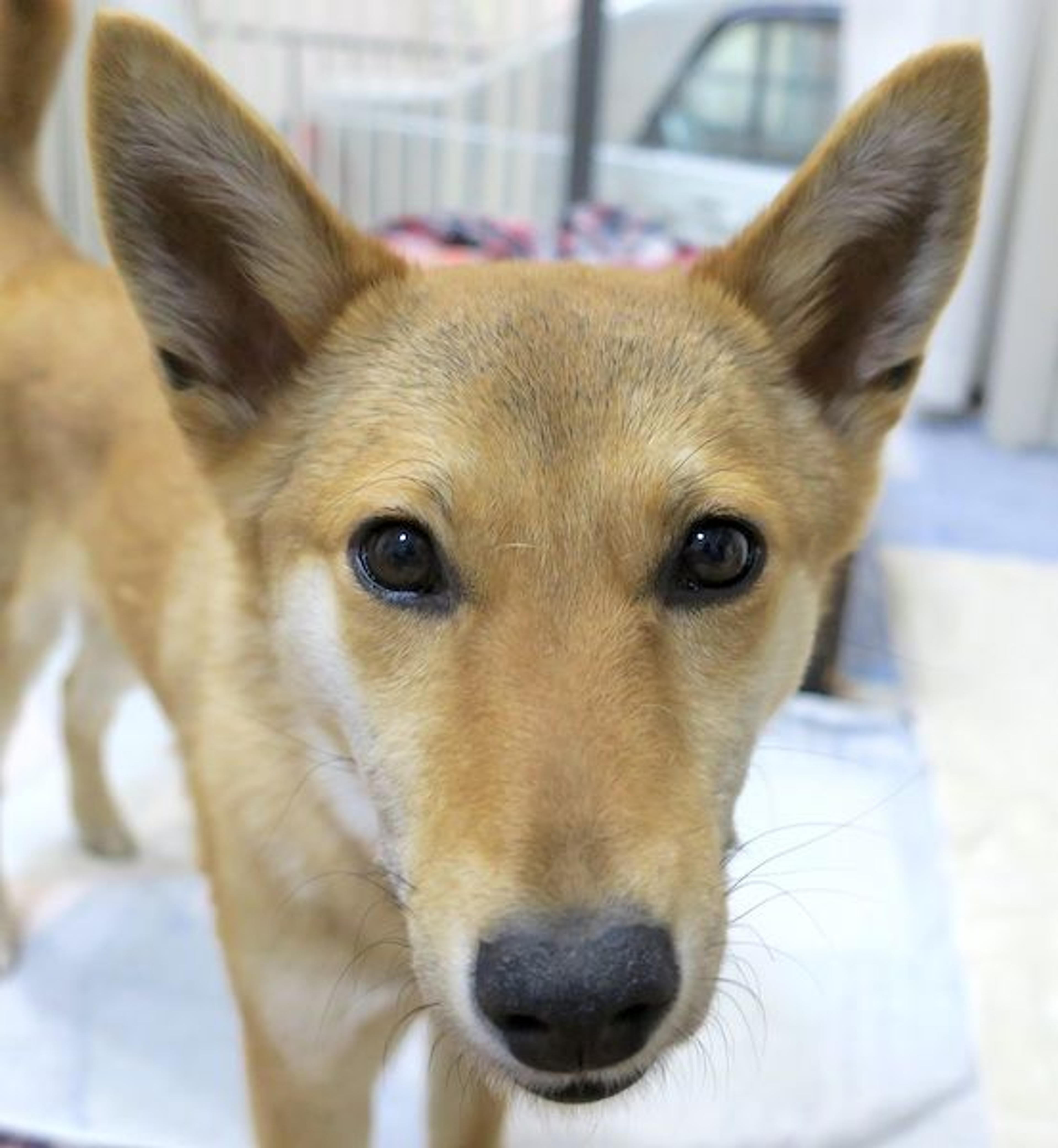pet-image-2