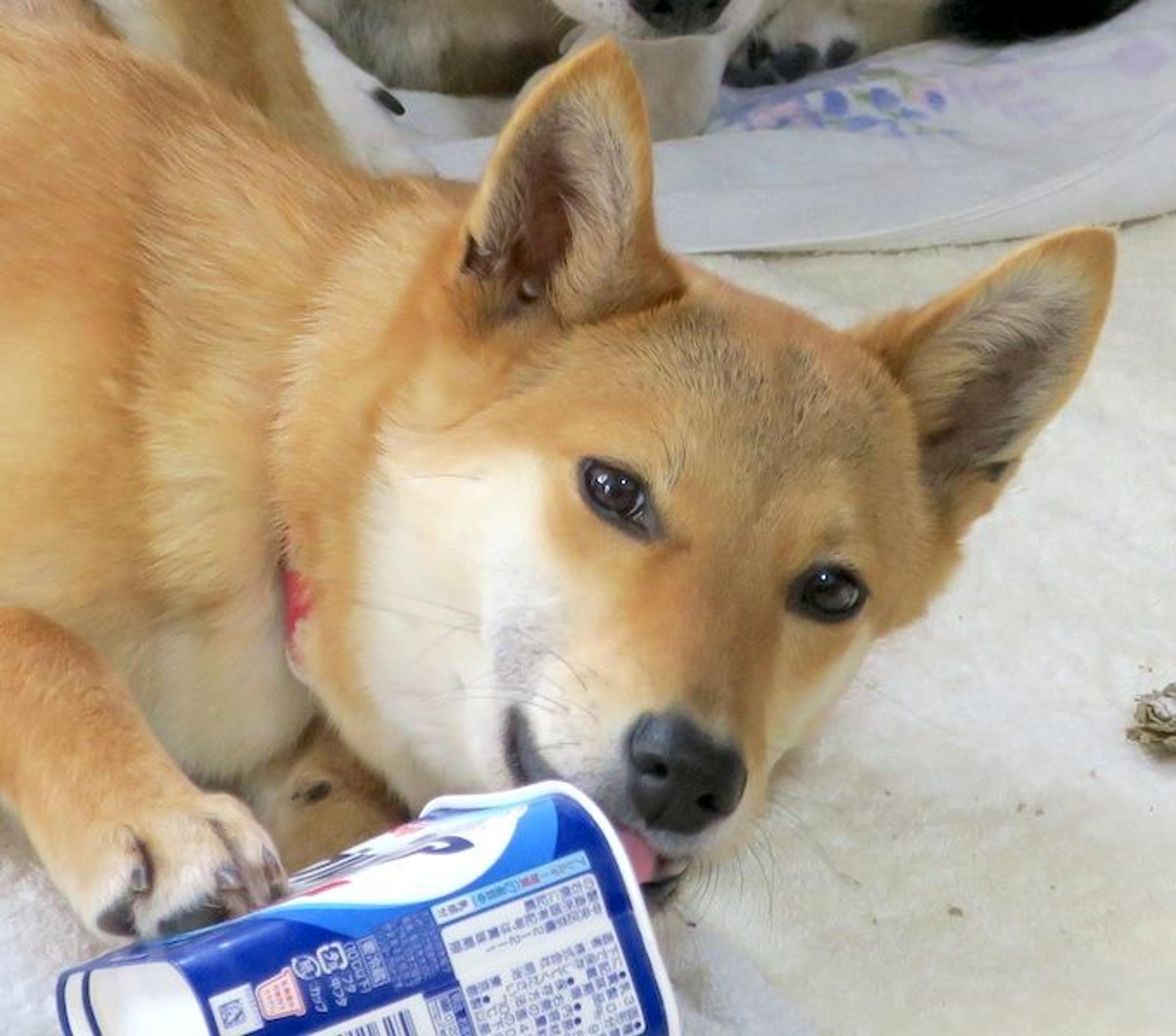 pet-image-3