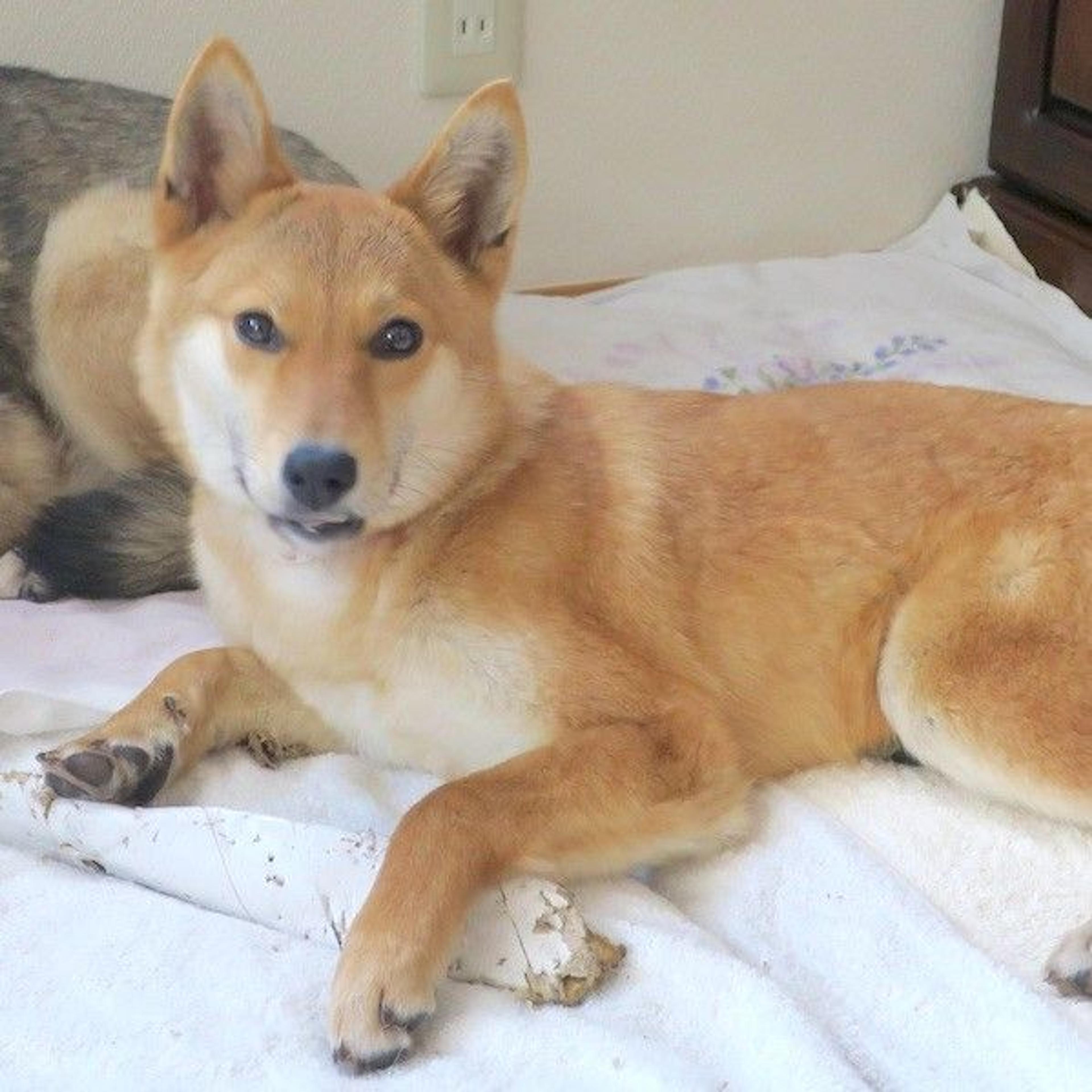 pet-image-4