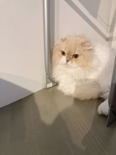 トマト