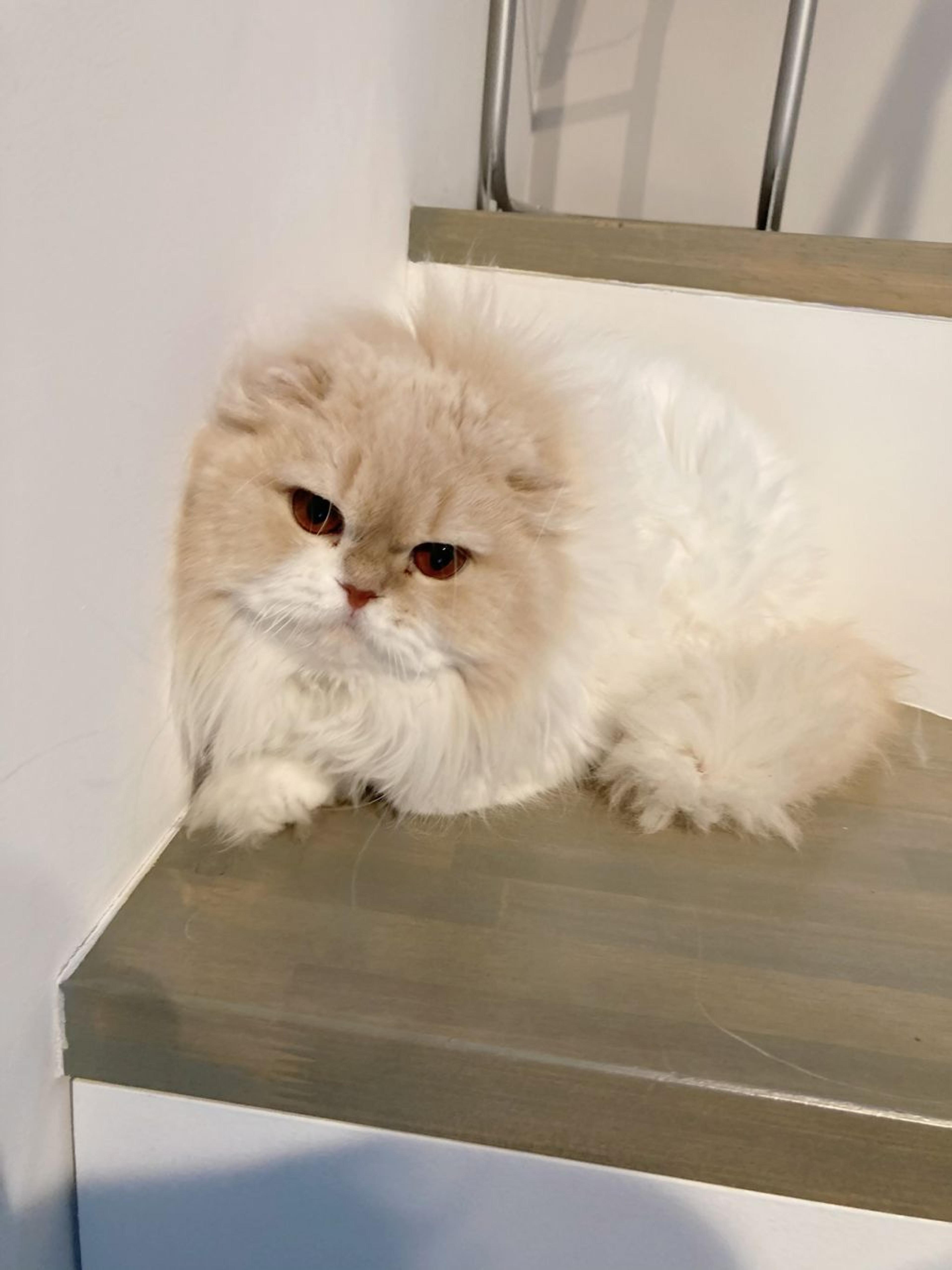 pet-image-2