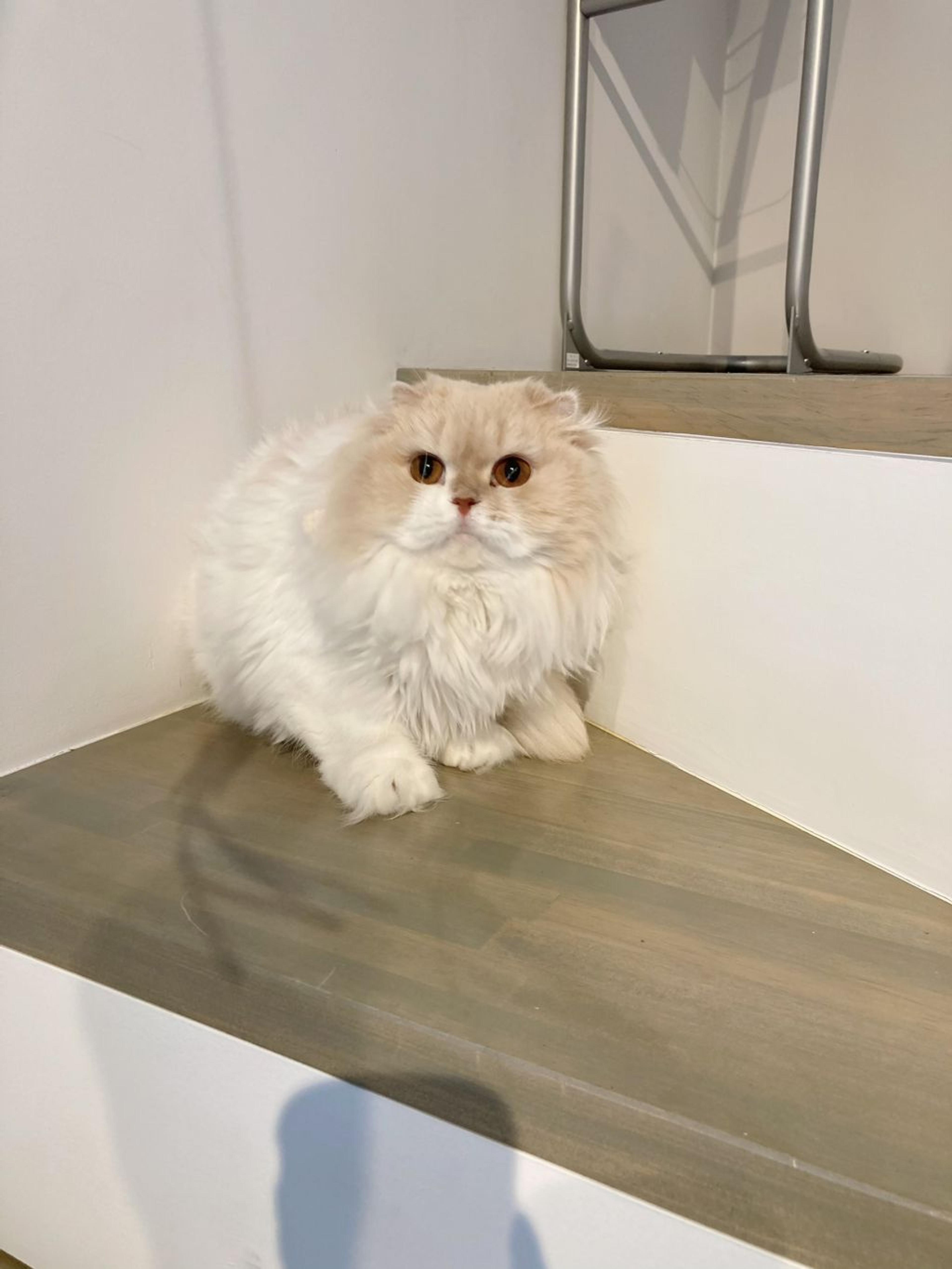 pet-image-3