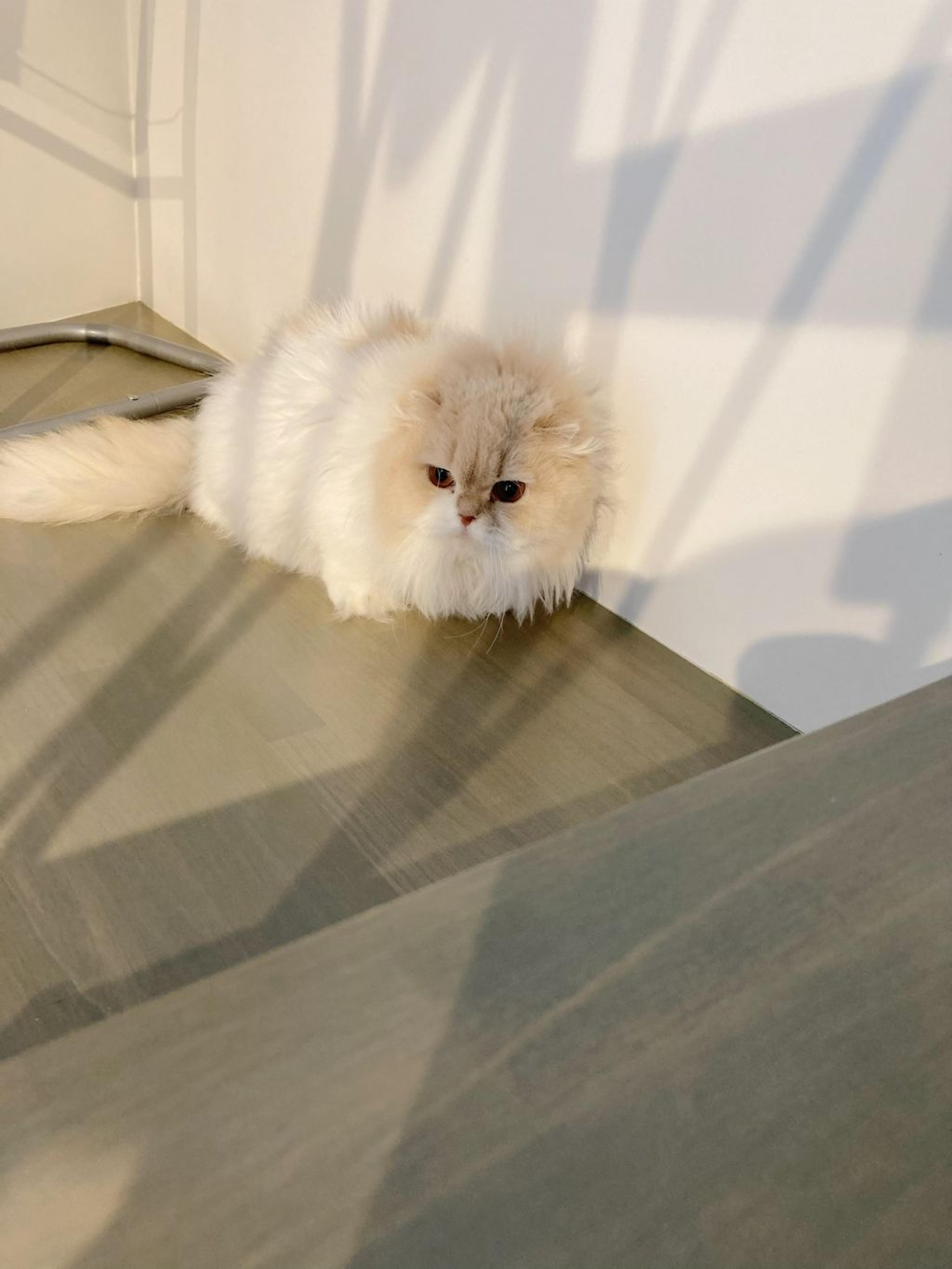 pet-image-4