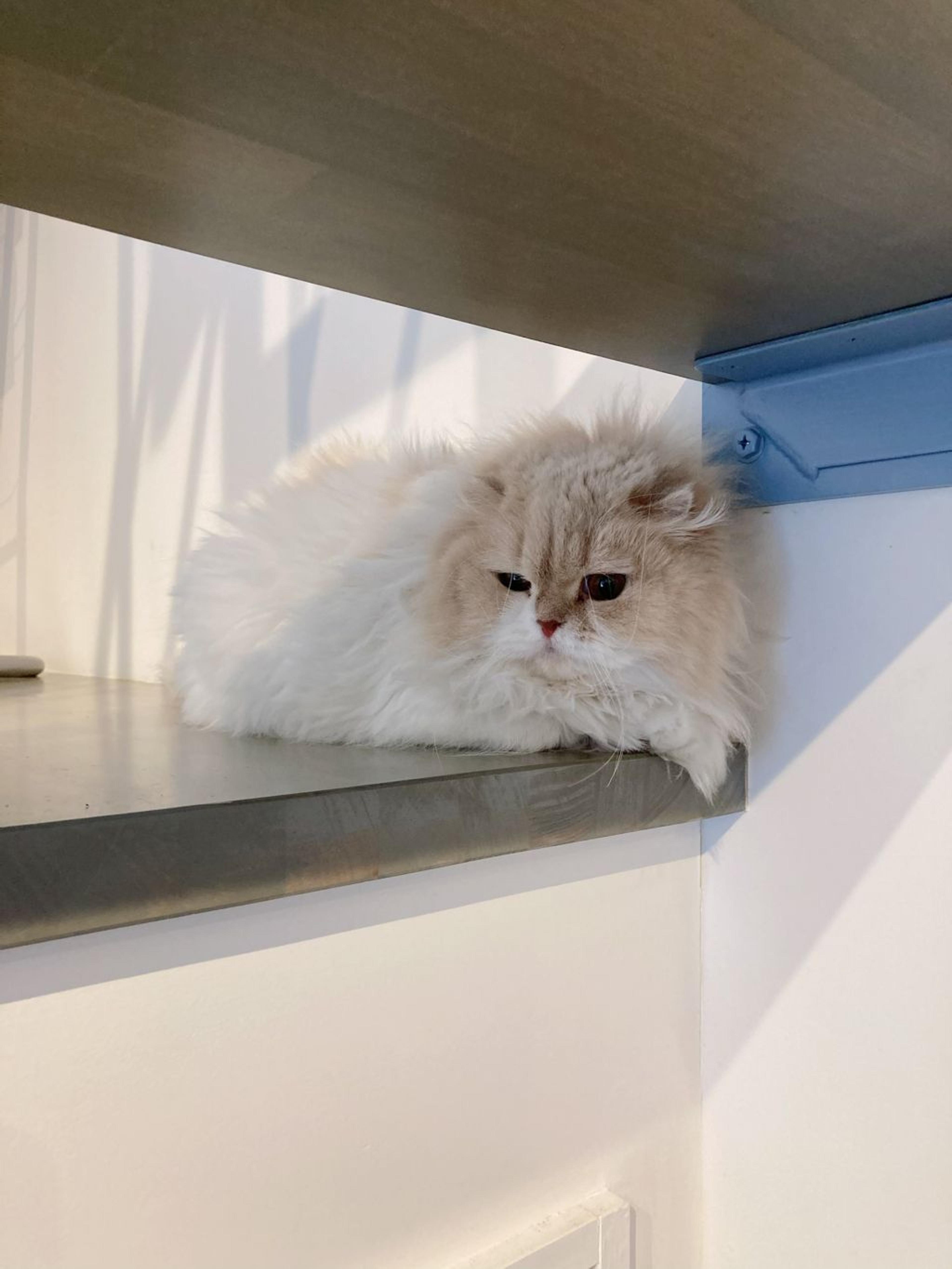 pet-image-5