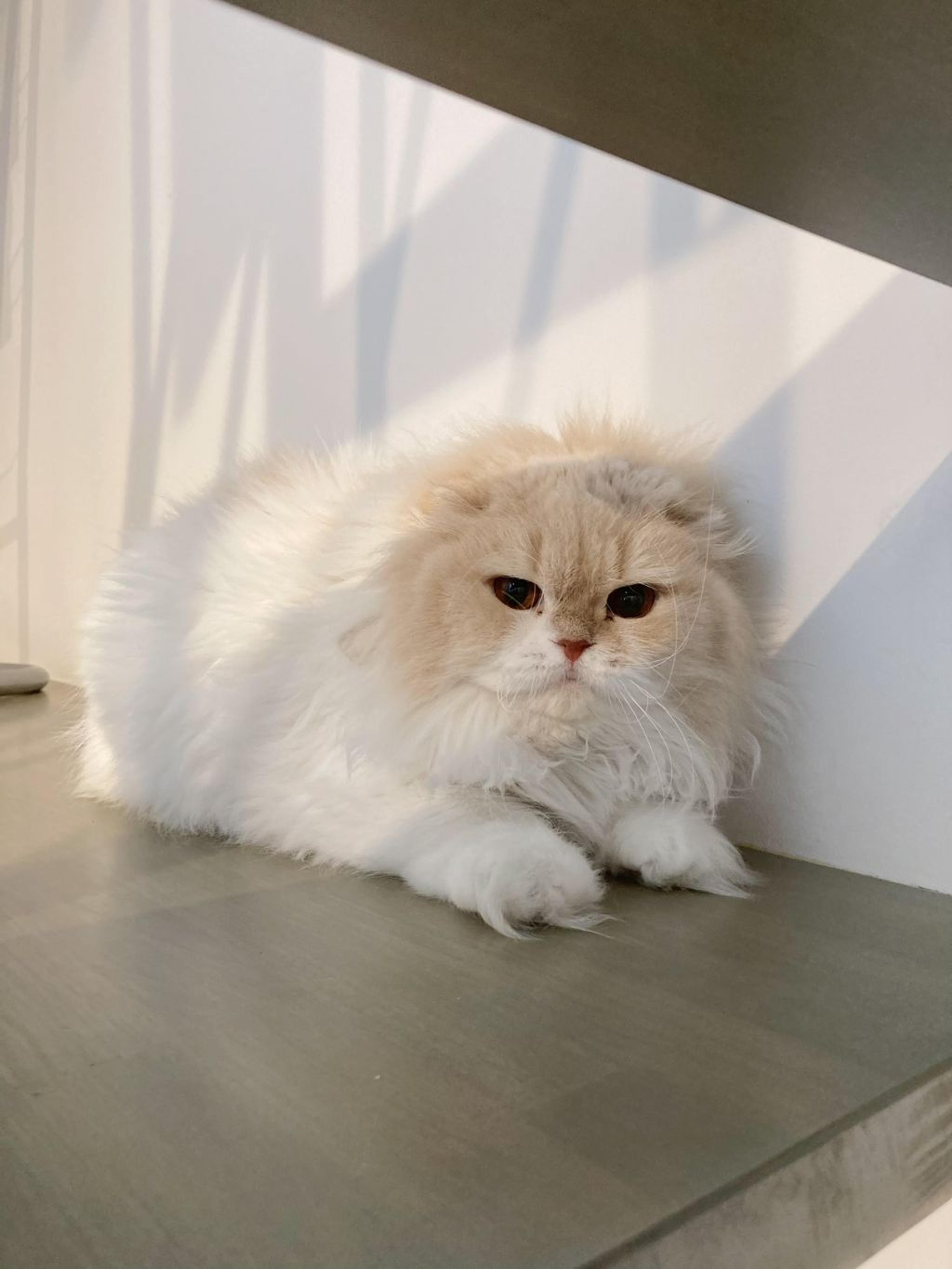 pet-image-6