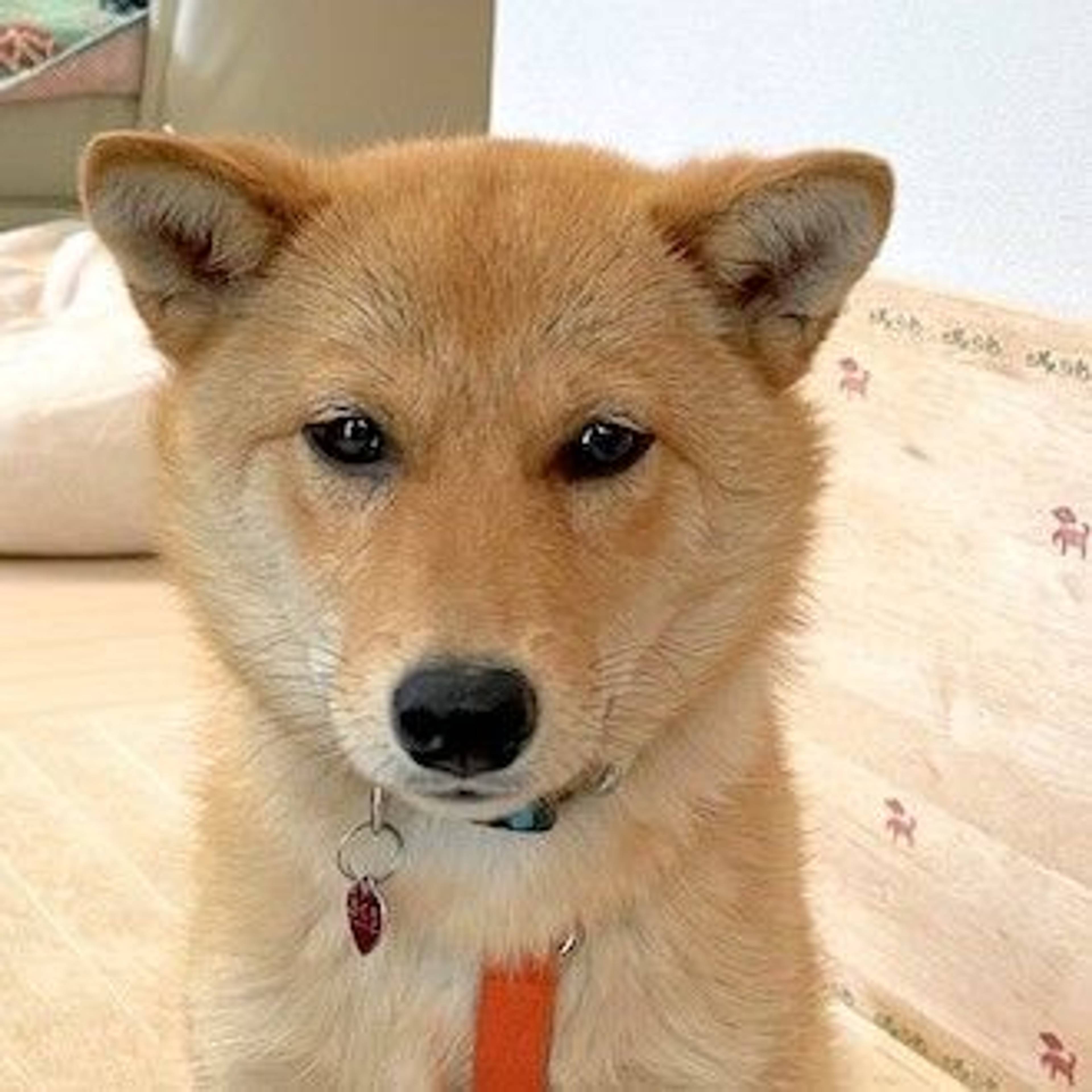雑種（ミックス犬）・メスの里親募集の写真