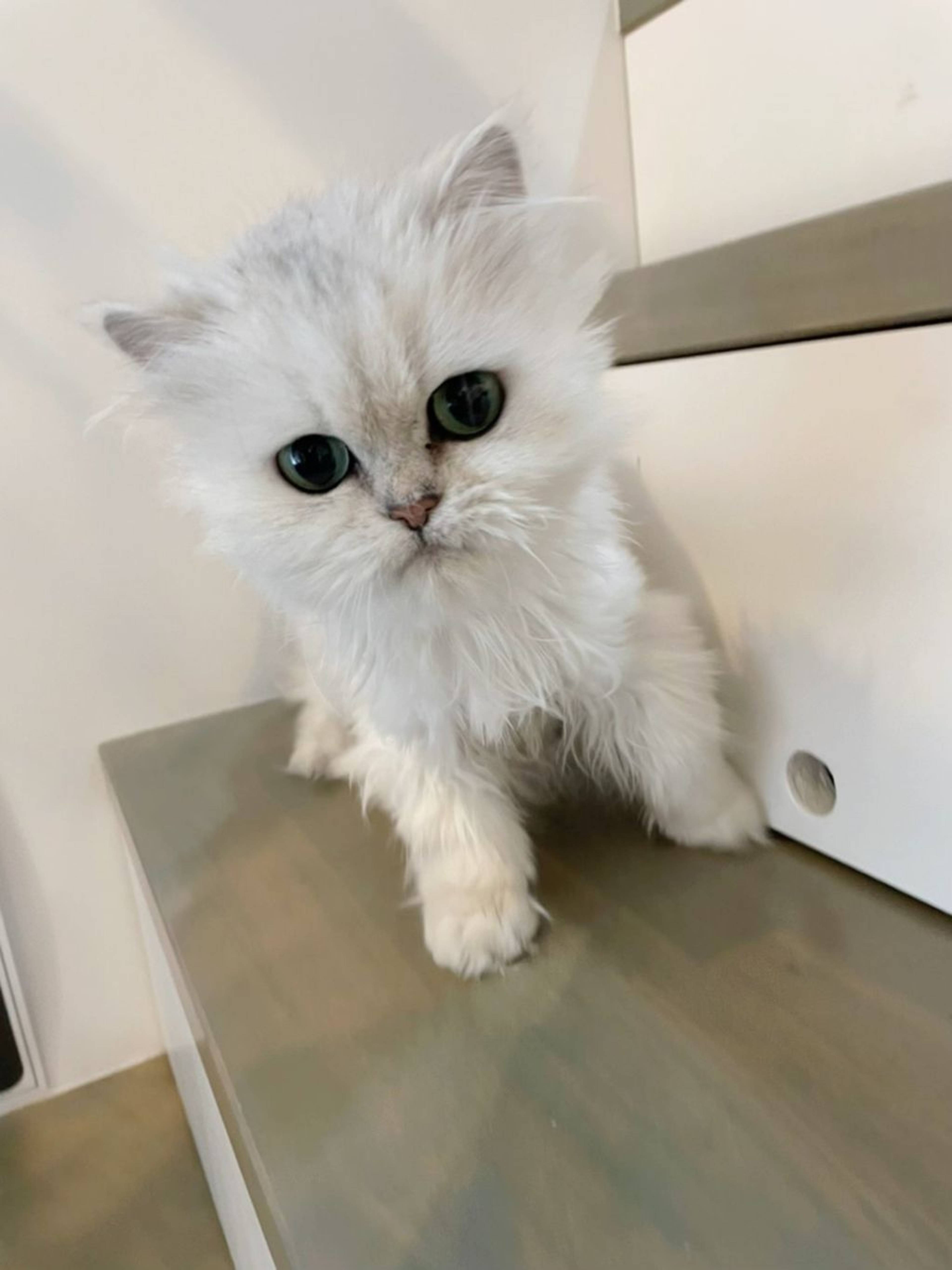 ペルシャ・メスの里親募集の写真