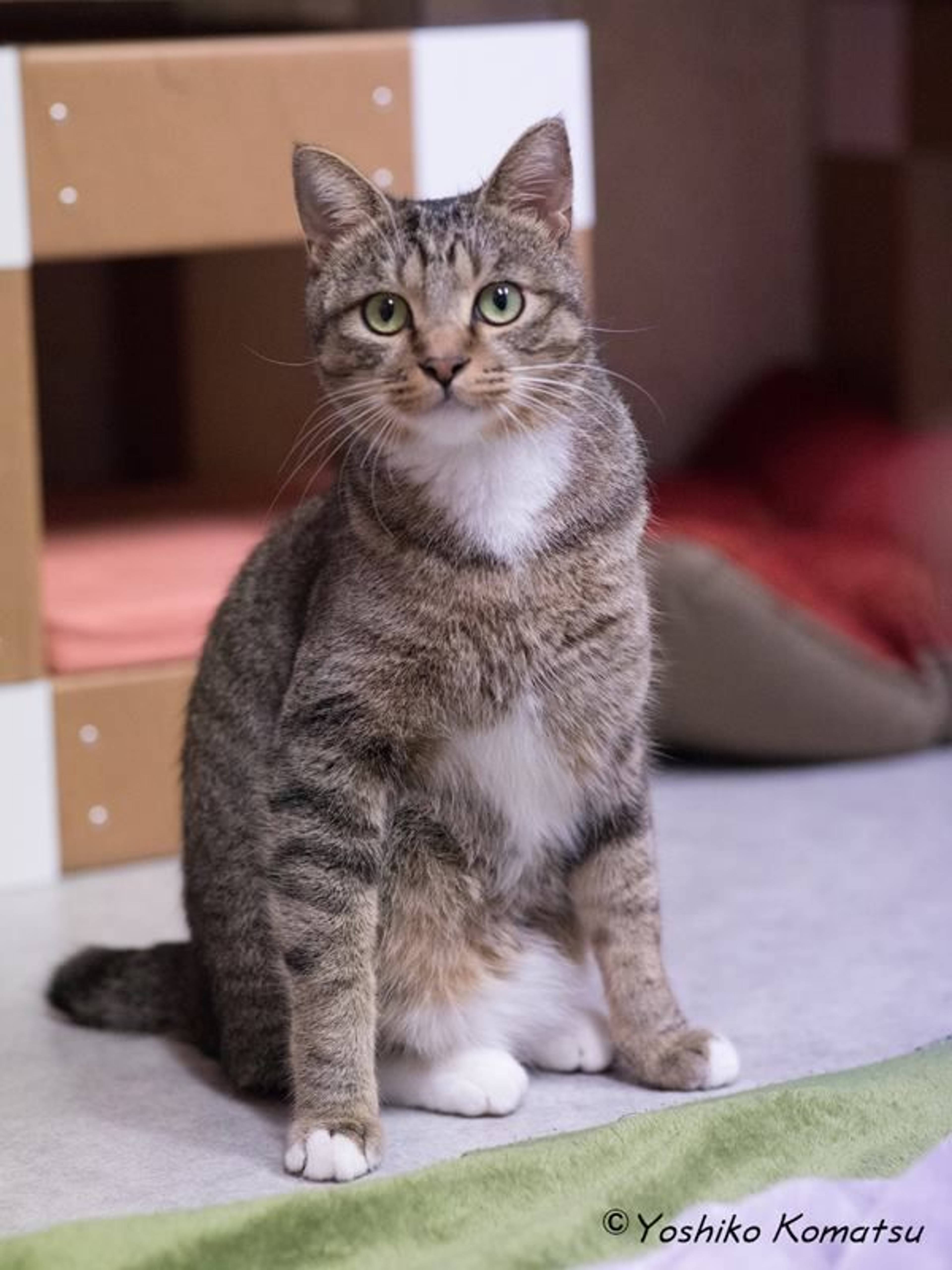 雑種（ミックス猫）・オスの里親募集の写真