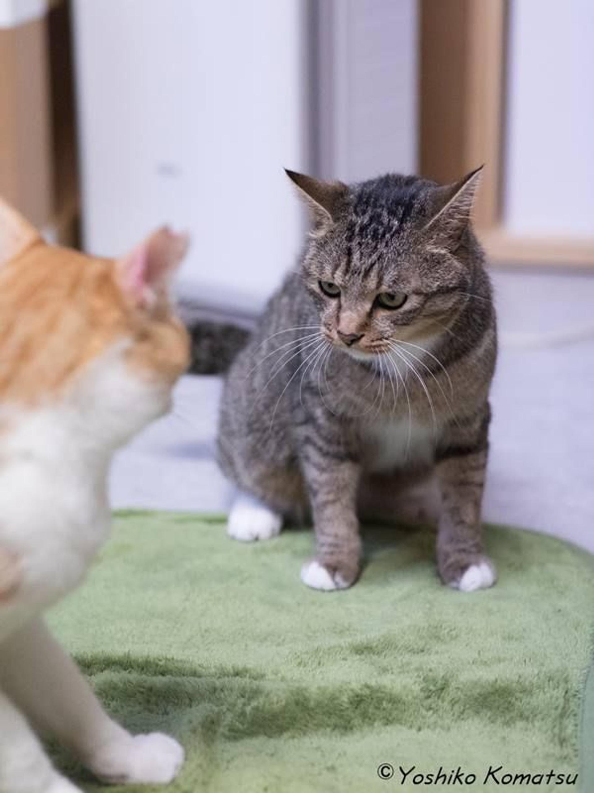 pet-image-3