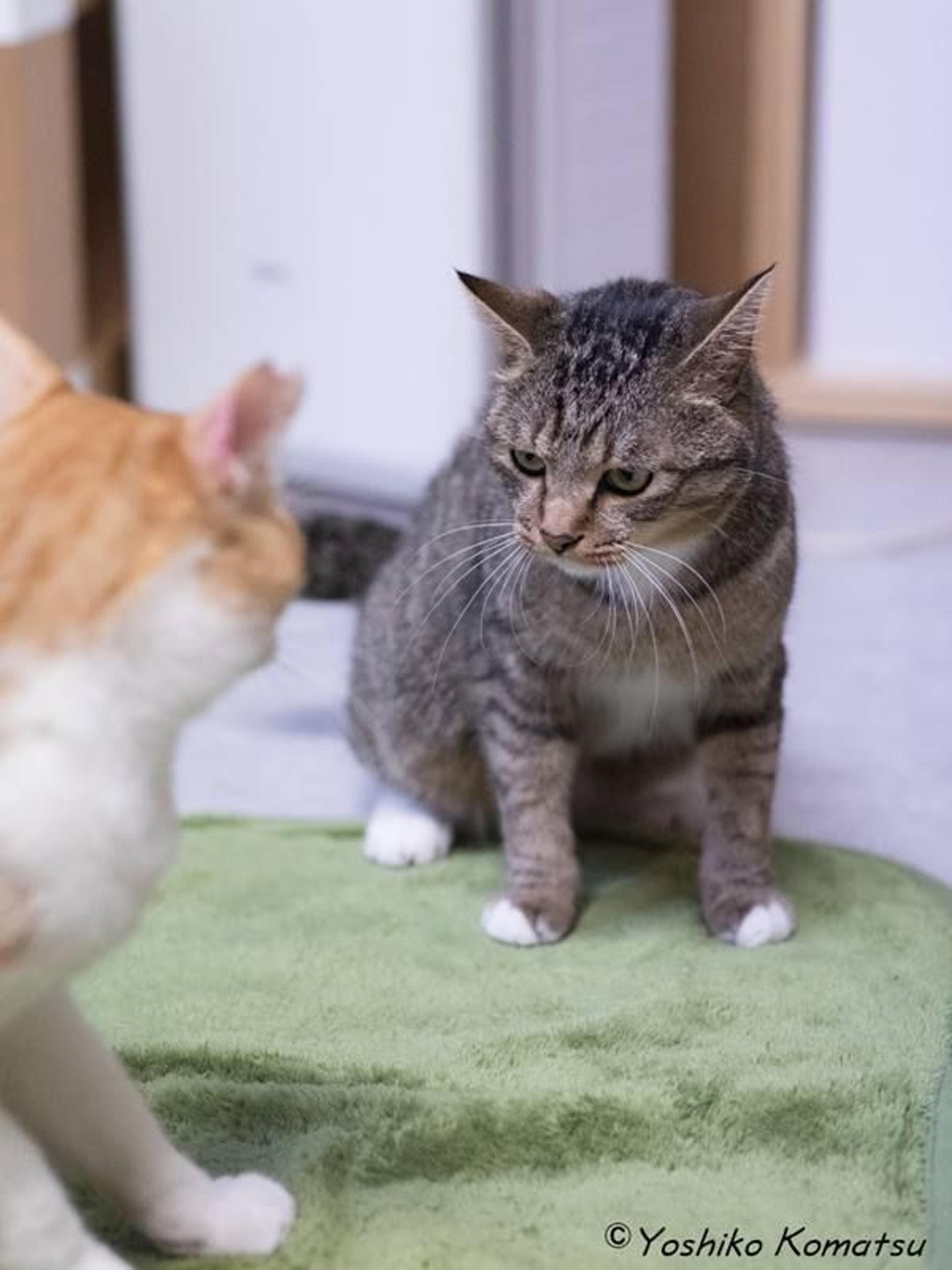 pet-image-3
