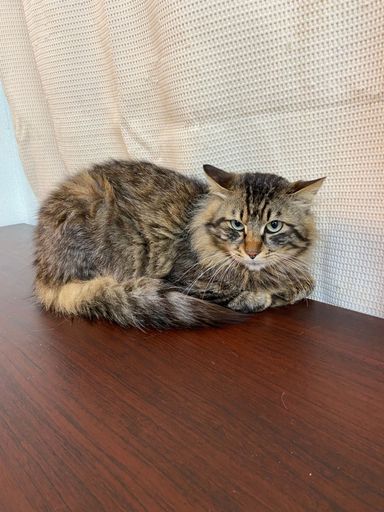 ミミの写真