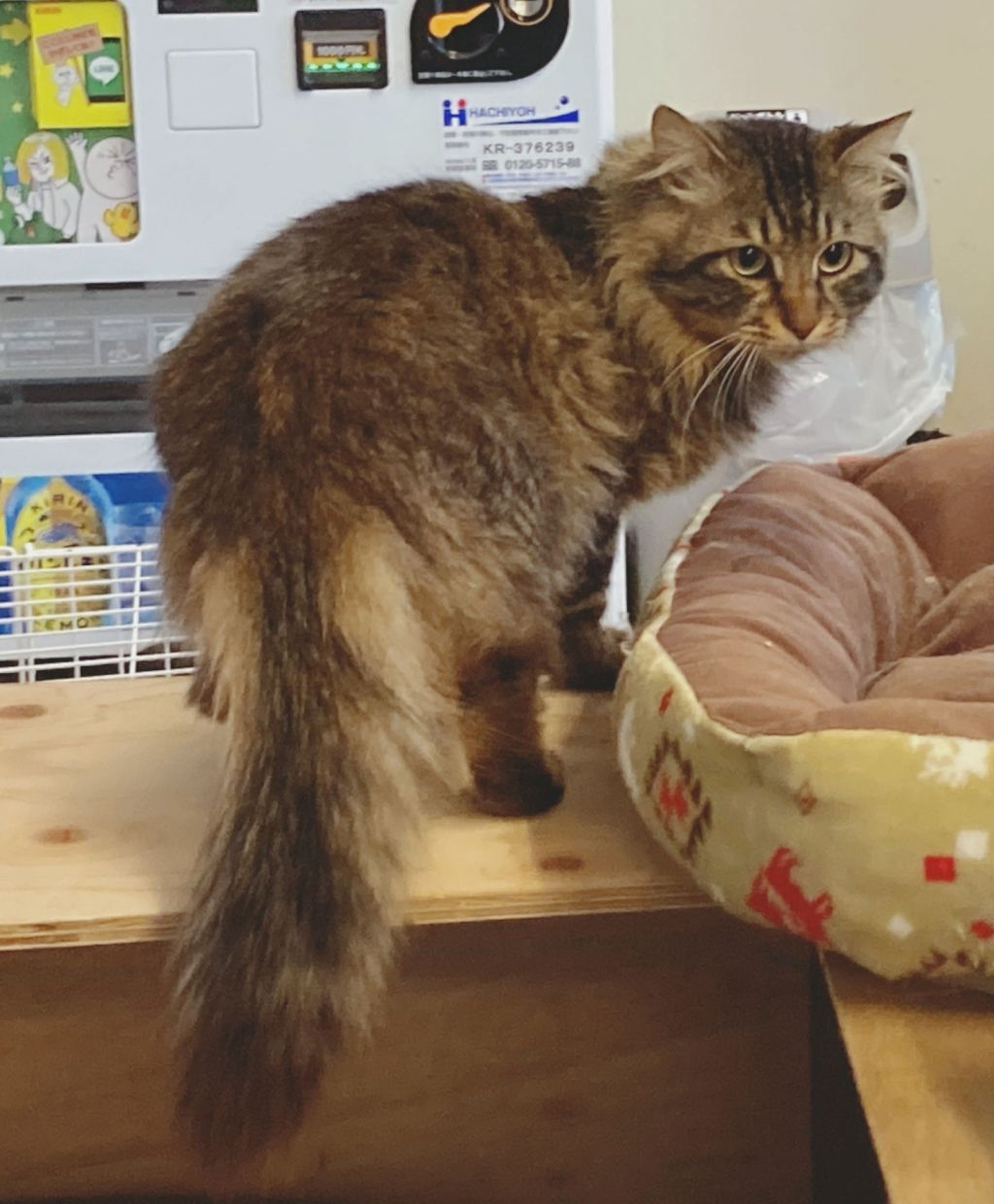 pet-image-3